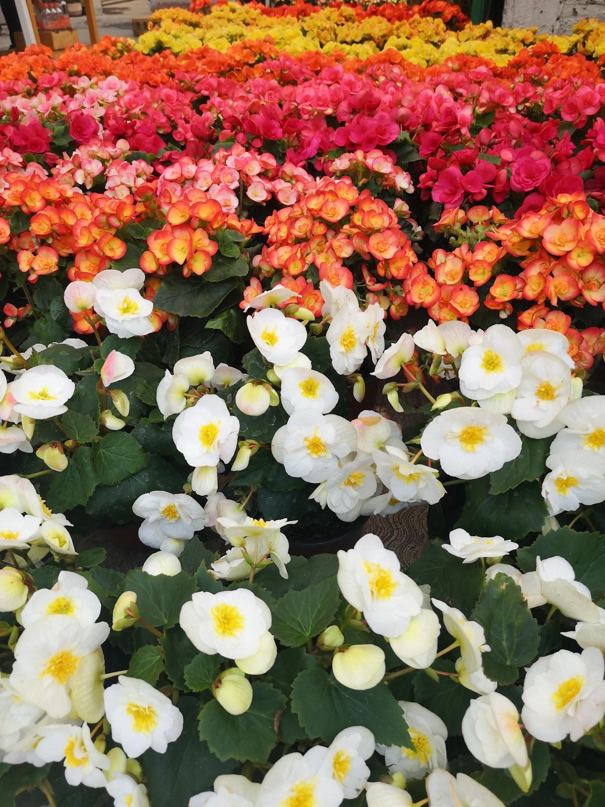 Bosque de Nativitas galería 2