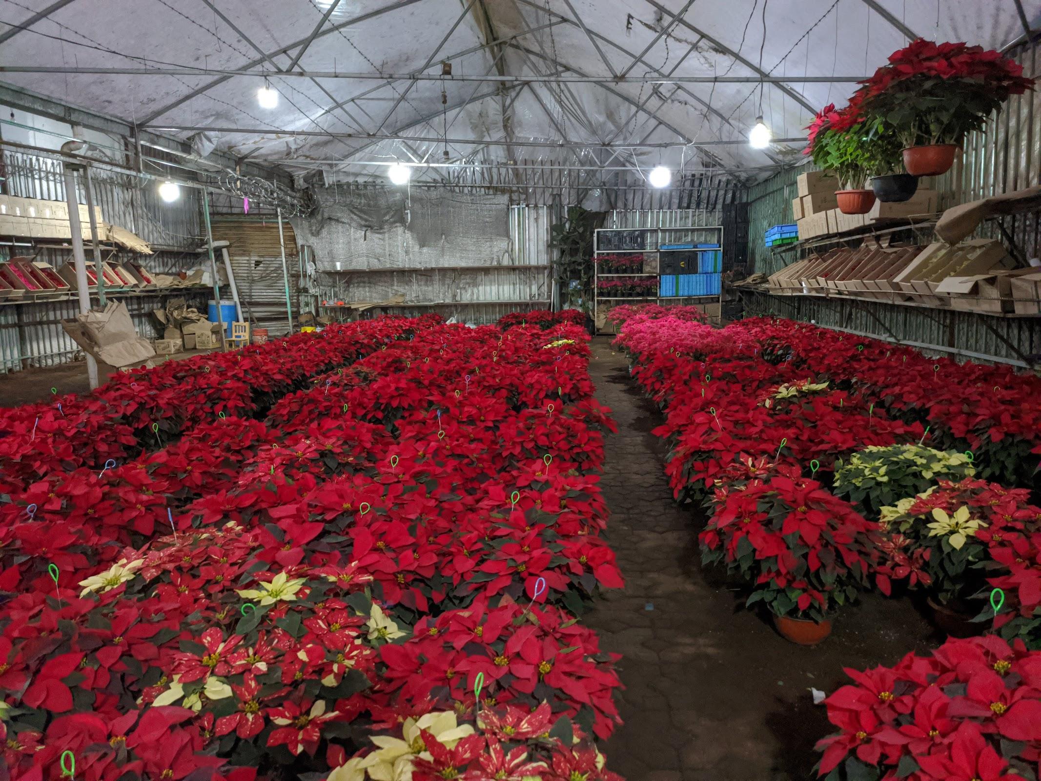 Bosque de Nativitas galería 5