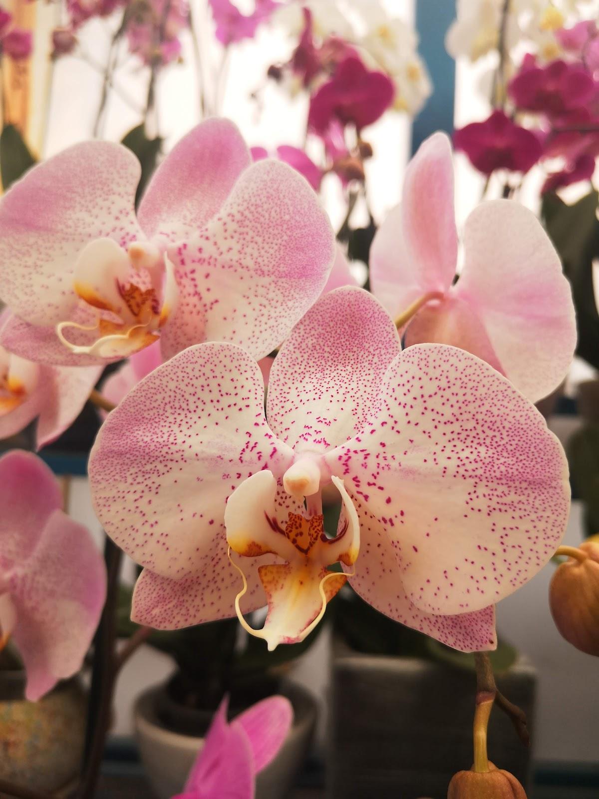 Bosque de Nativitas galería 9