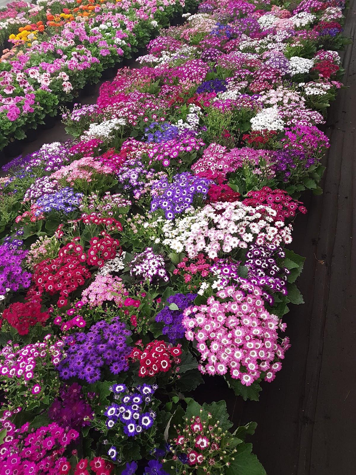 Bosque de Nativitas galería 10