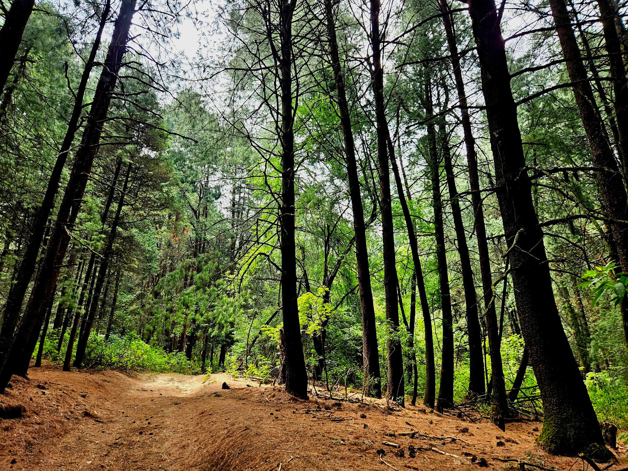 Parque Ejidal San Nicolás Totolapan galería 6