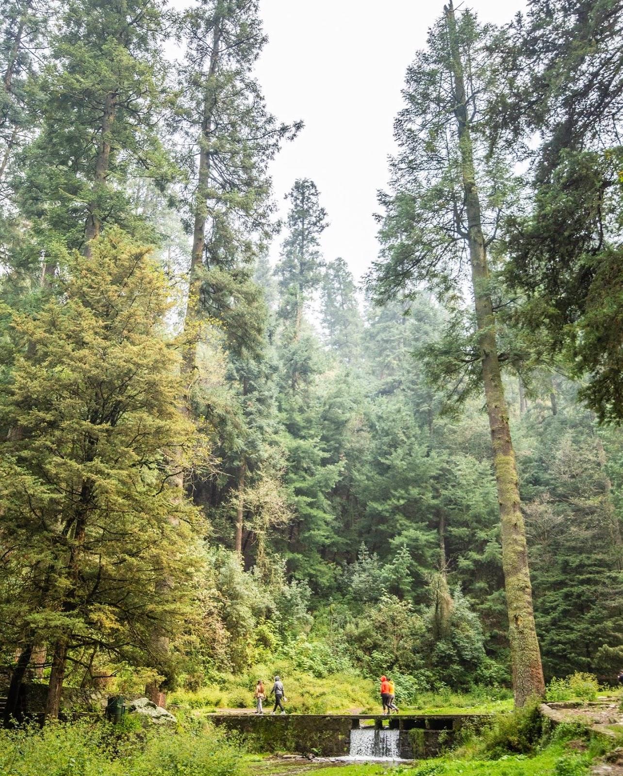 Parque nacional Desierto de los Leones galería 4