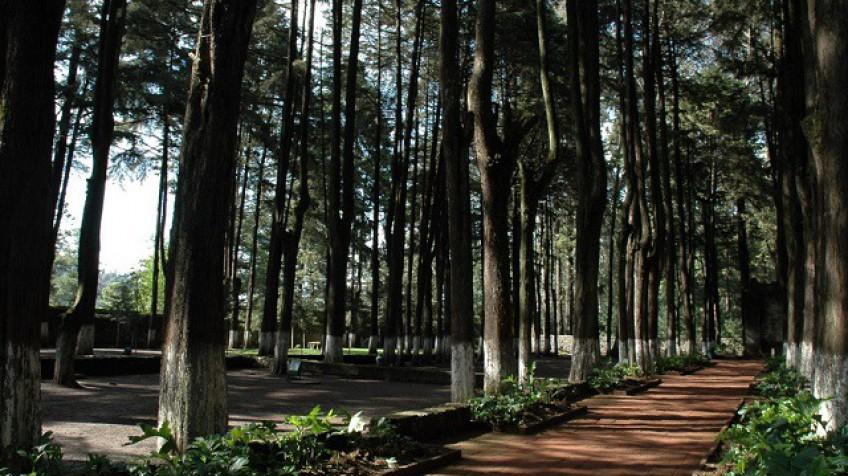 Parque nacional Desierto de los Leones galería 6