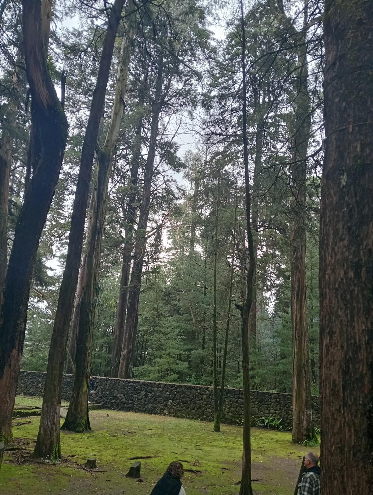 Parque nacional Desierto de los Leones galería 8