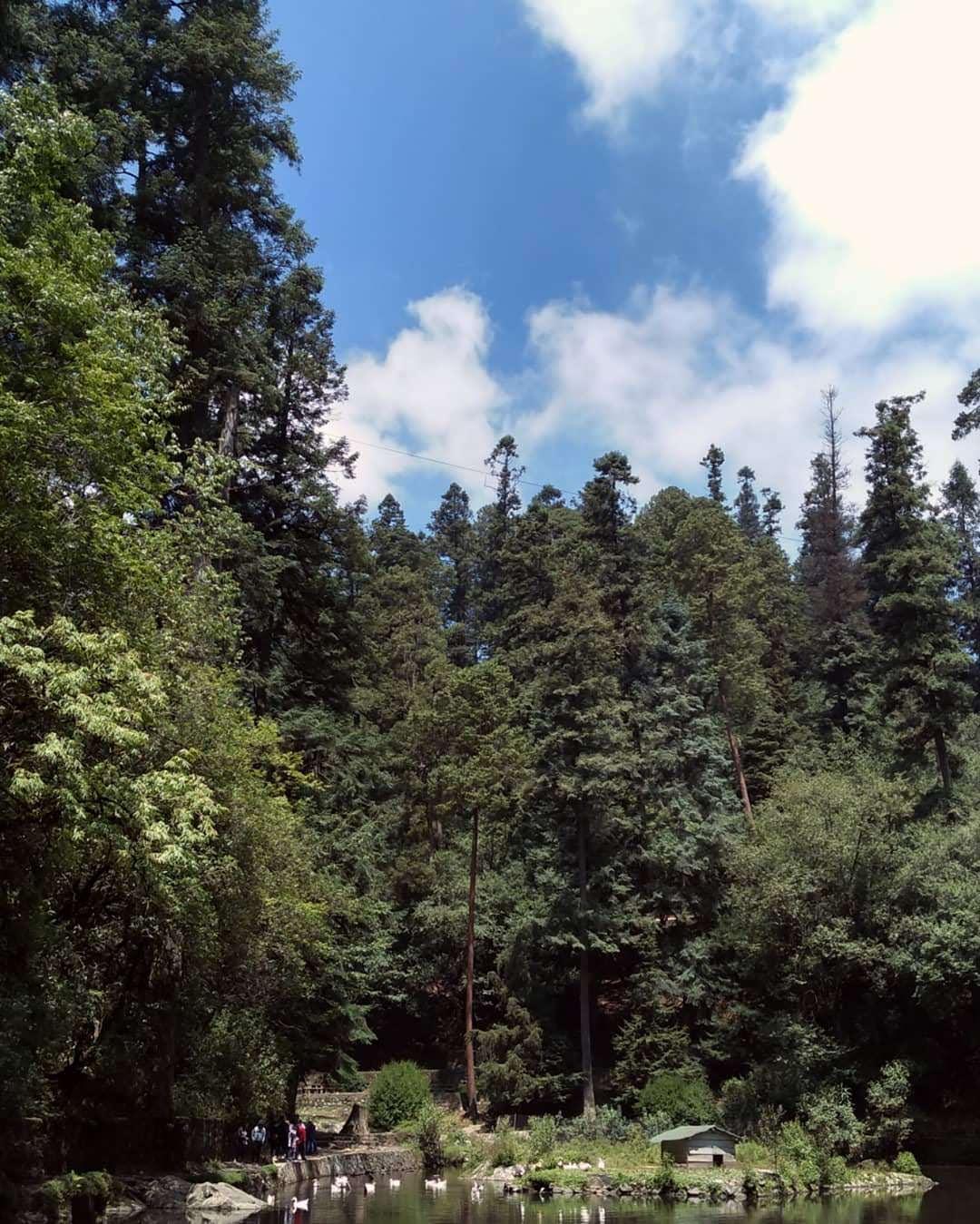Parque nacional Desierto de los Leones galería 10