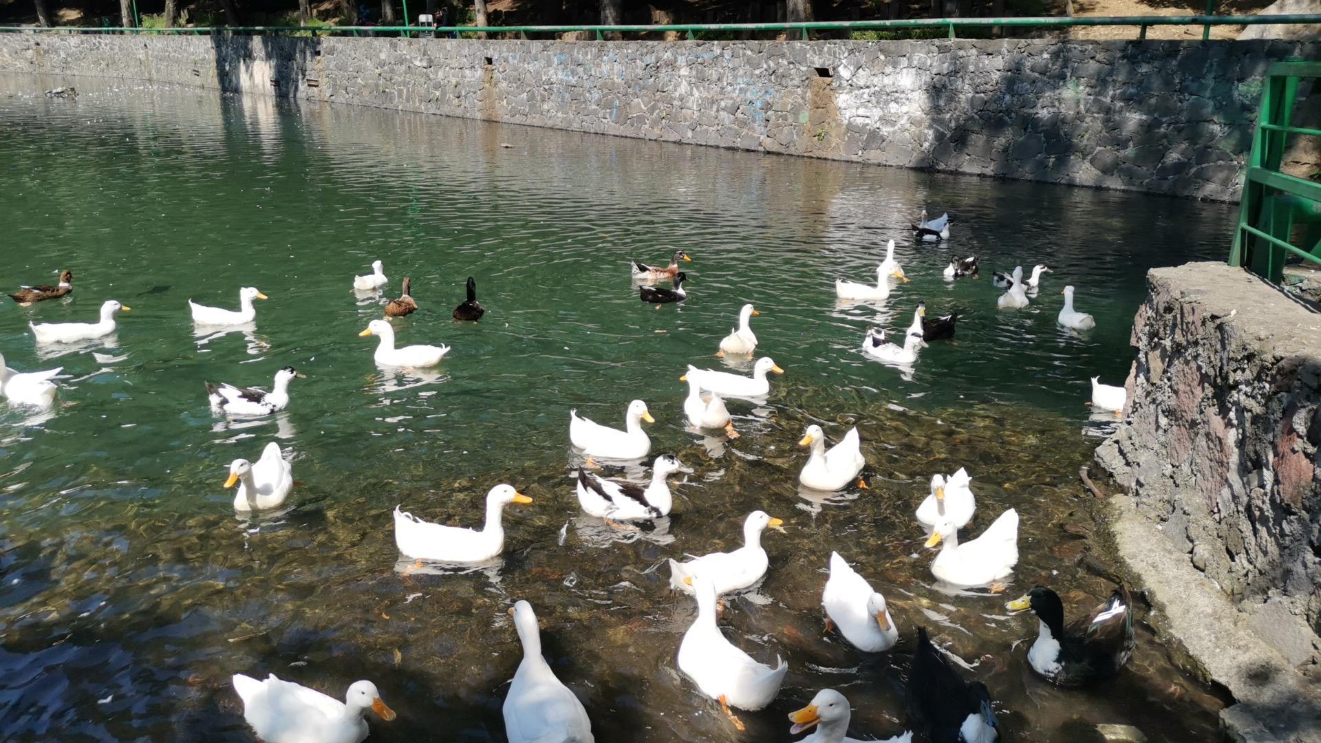 Fuentes Brotantes de Tlalpan galería 3