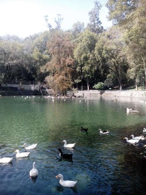 Fuentes Brotantes de Tlalpan galería 10