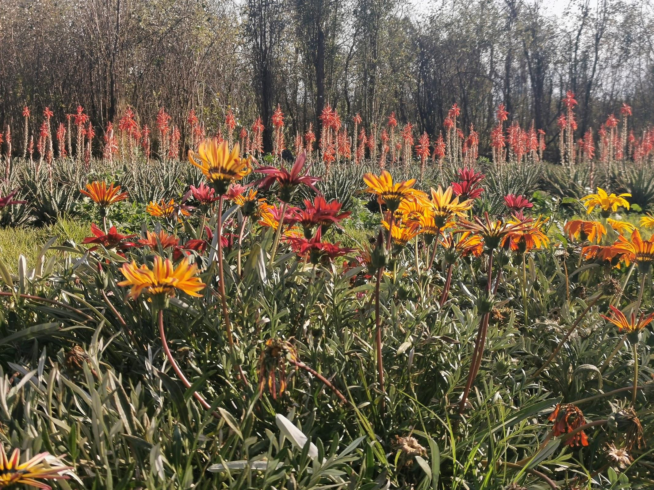 Parque Ecológico de Xochimilco galería 10