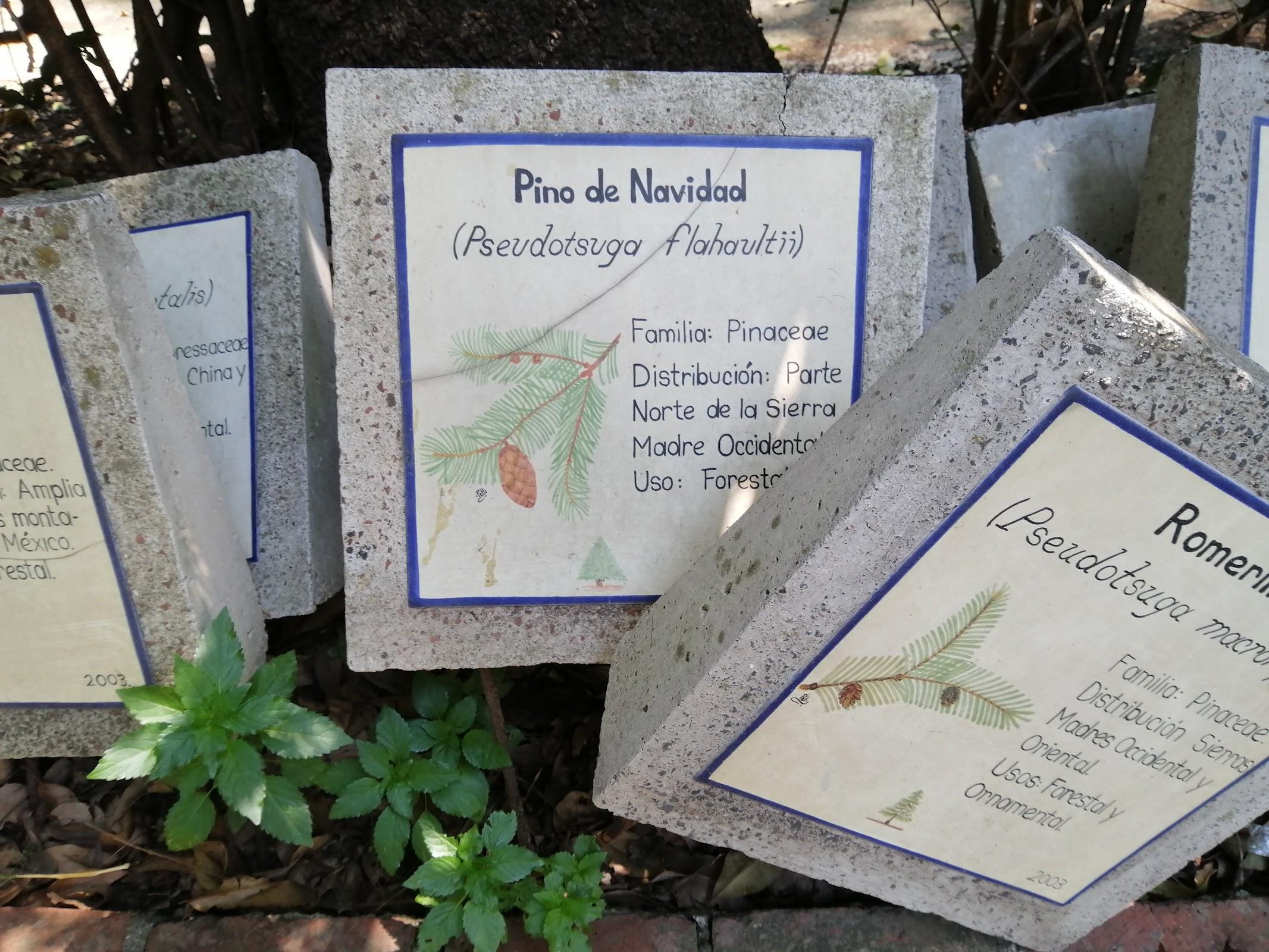 Reserva Ecológica del Pedregal de San Ángel: Núcleo Suroriente galería 2