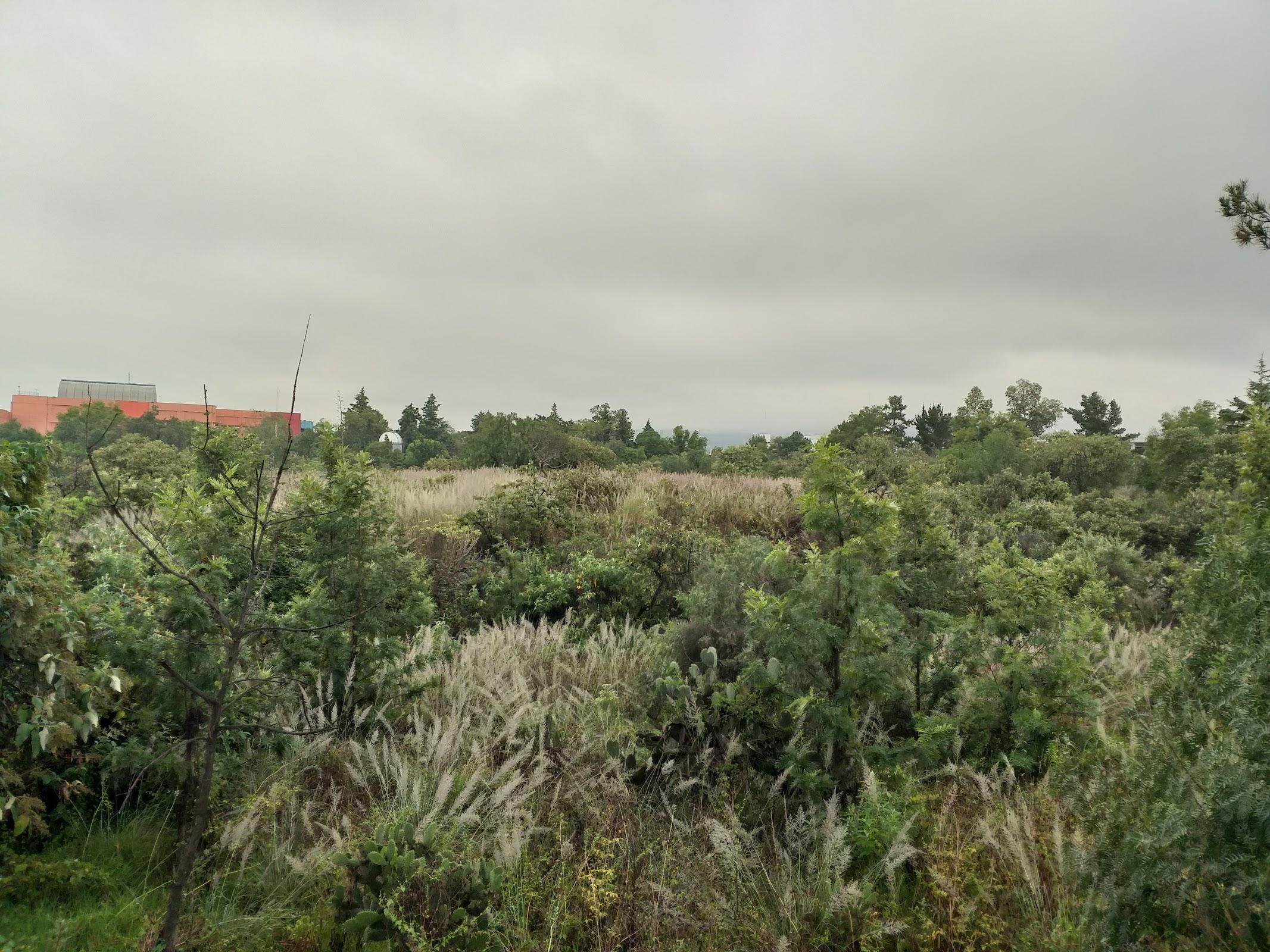 Reserva Ecológica del Pedregal de San Ángel: Núcleo Suroriente galería 6