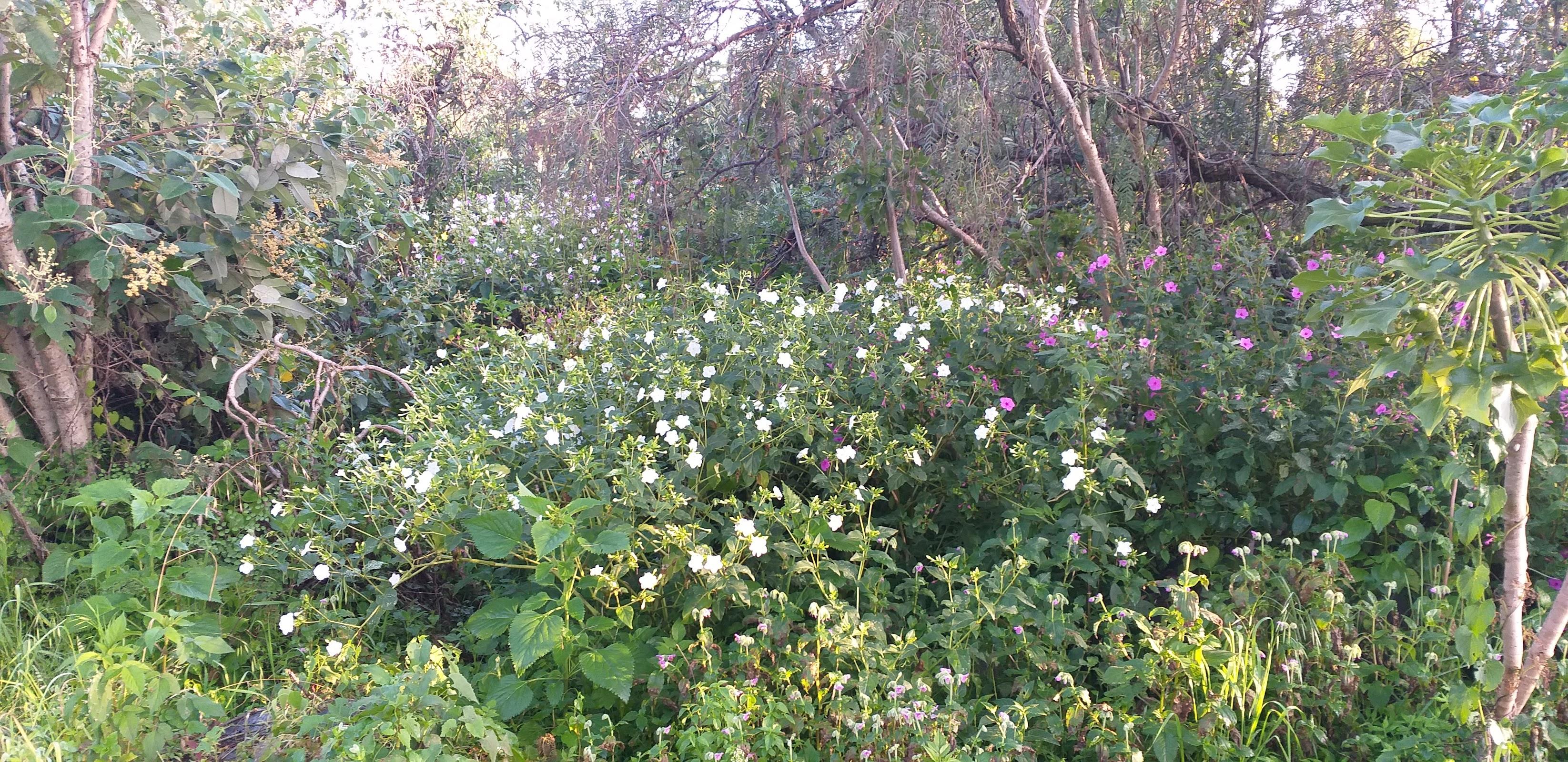Reserva Ecológica del Pedregal de San Ángel: Núcleo Suroriente galería 7