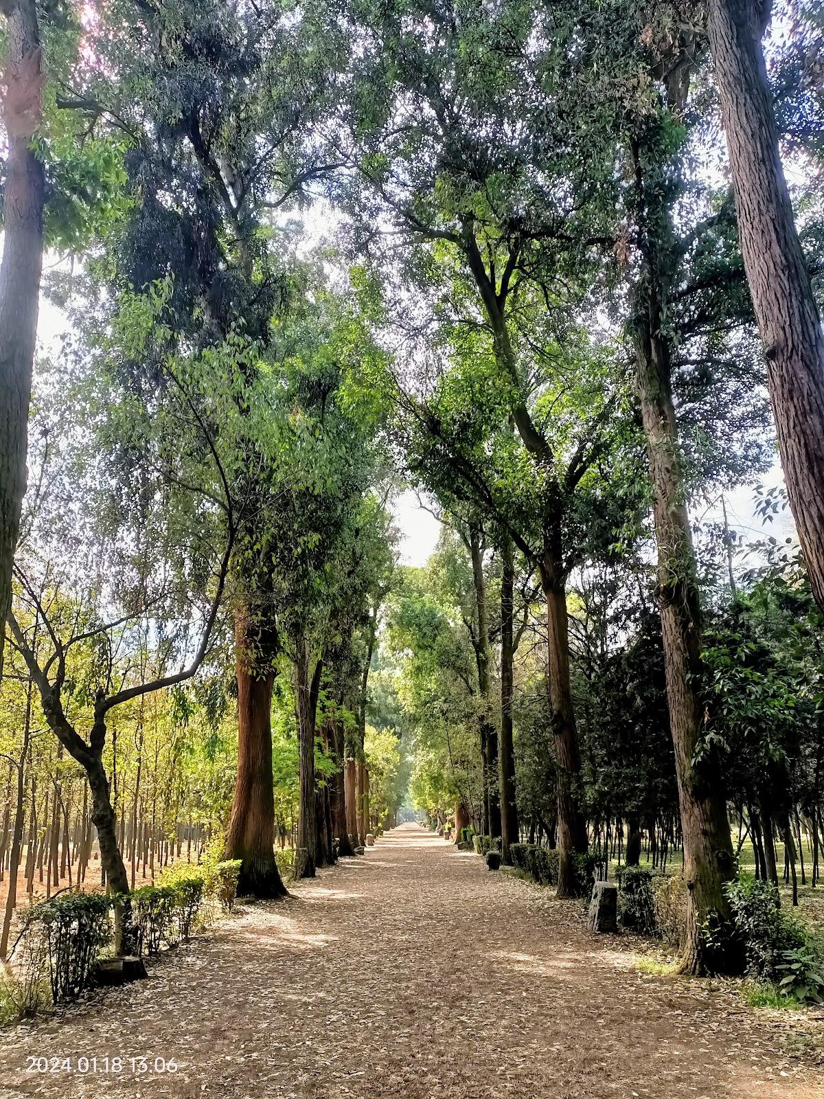 Viveros de Coyoacán galería 2