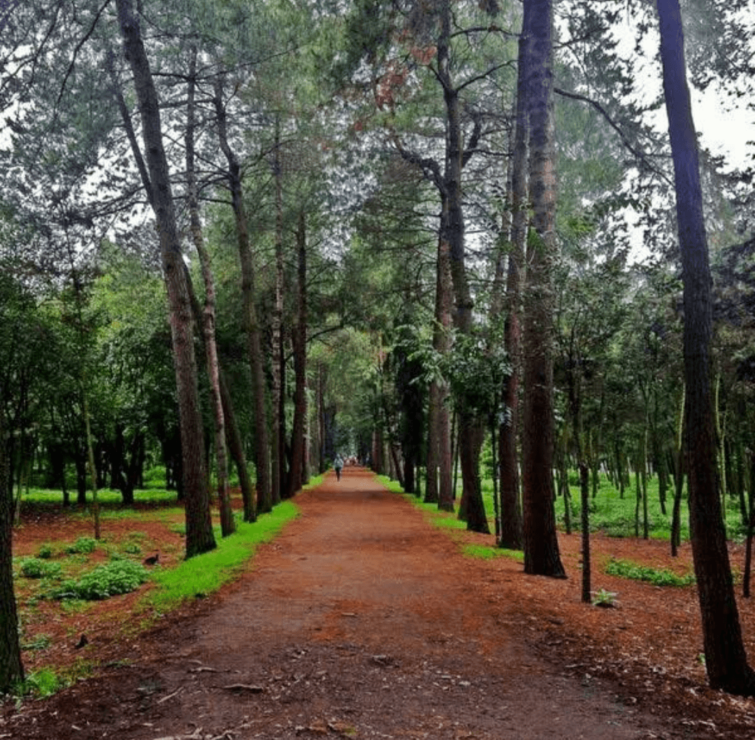 Viveros de Coyoacán galería 4