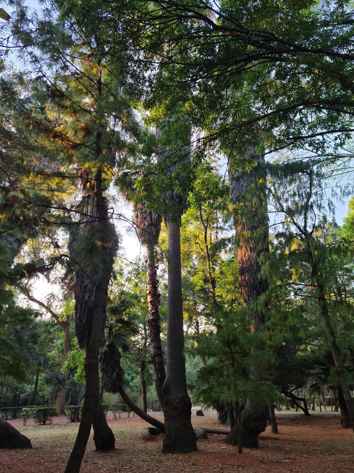 Viveros de Coyoacán galería 6