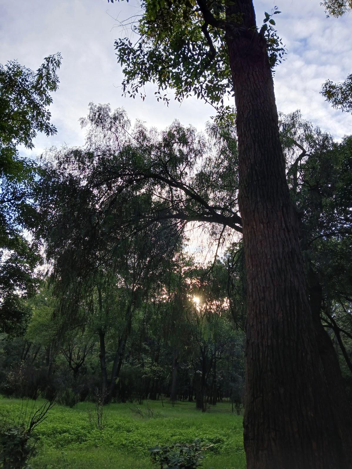 Viveros de Coyoacán galería 7