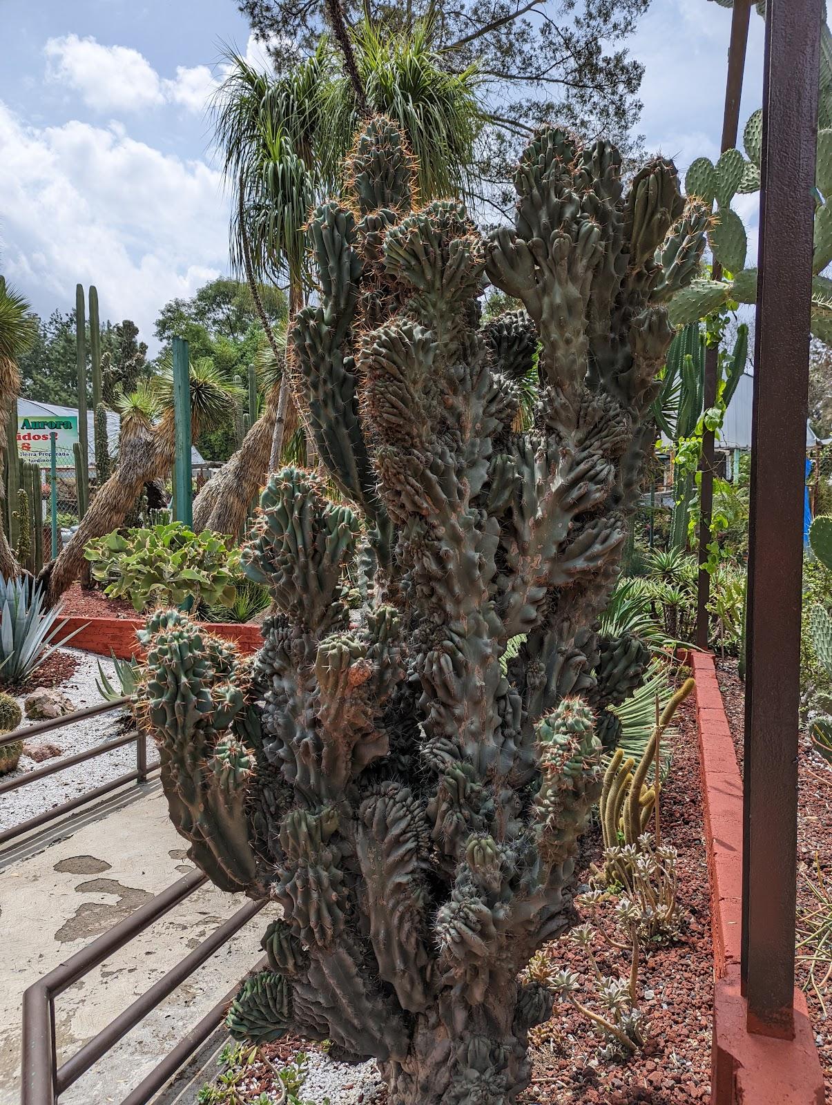 Viveros de Coyoacán galería 8