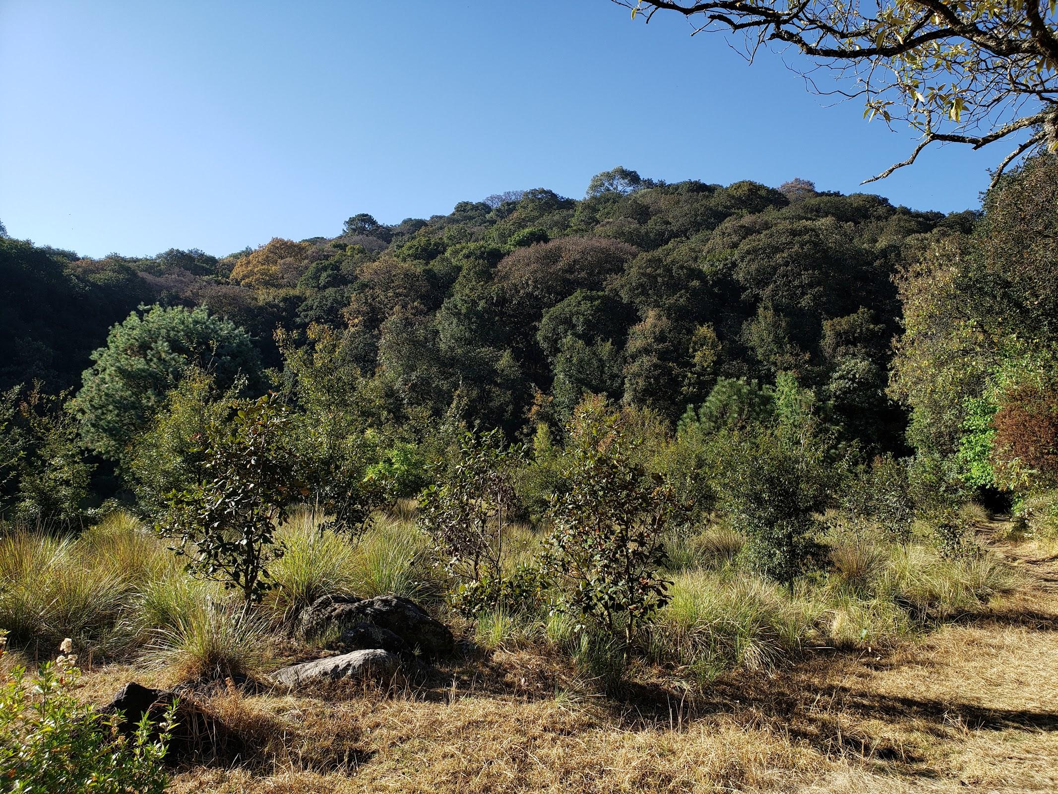 Área Natural Protegida Parque Ecológico de la Ciudad de México galería 3