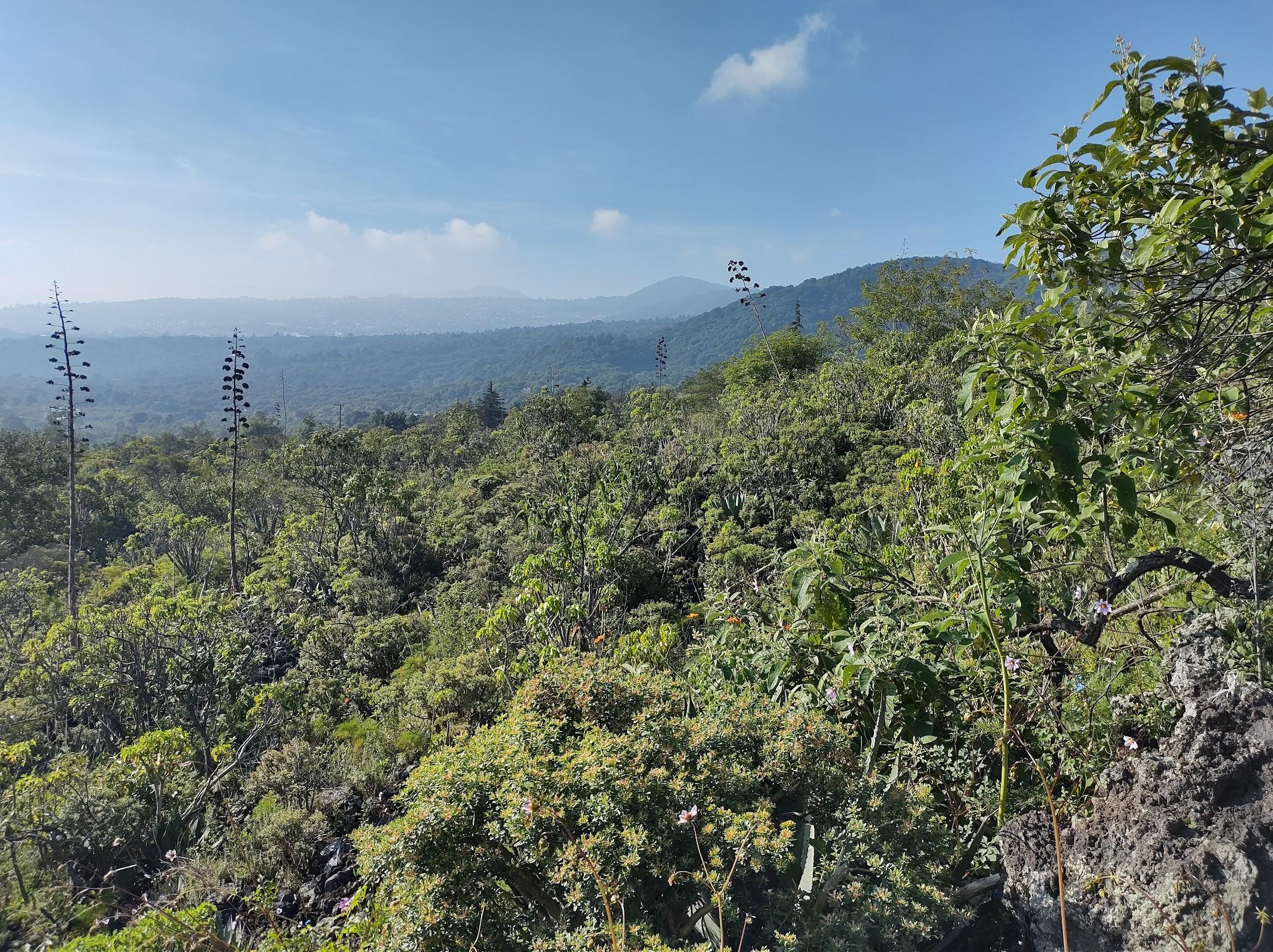 Área Natural Protegida Parque Ecológico de la Ciudad de México galería 4