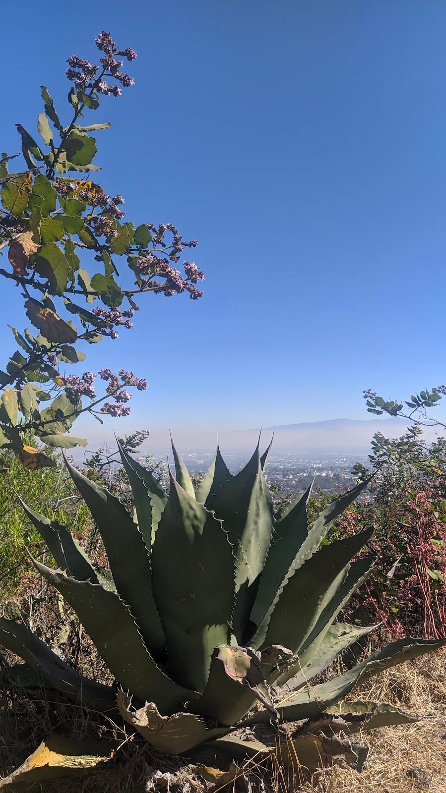 Área Natural Protegida Parque Ecológico de la Ciudad de México galería 8