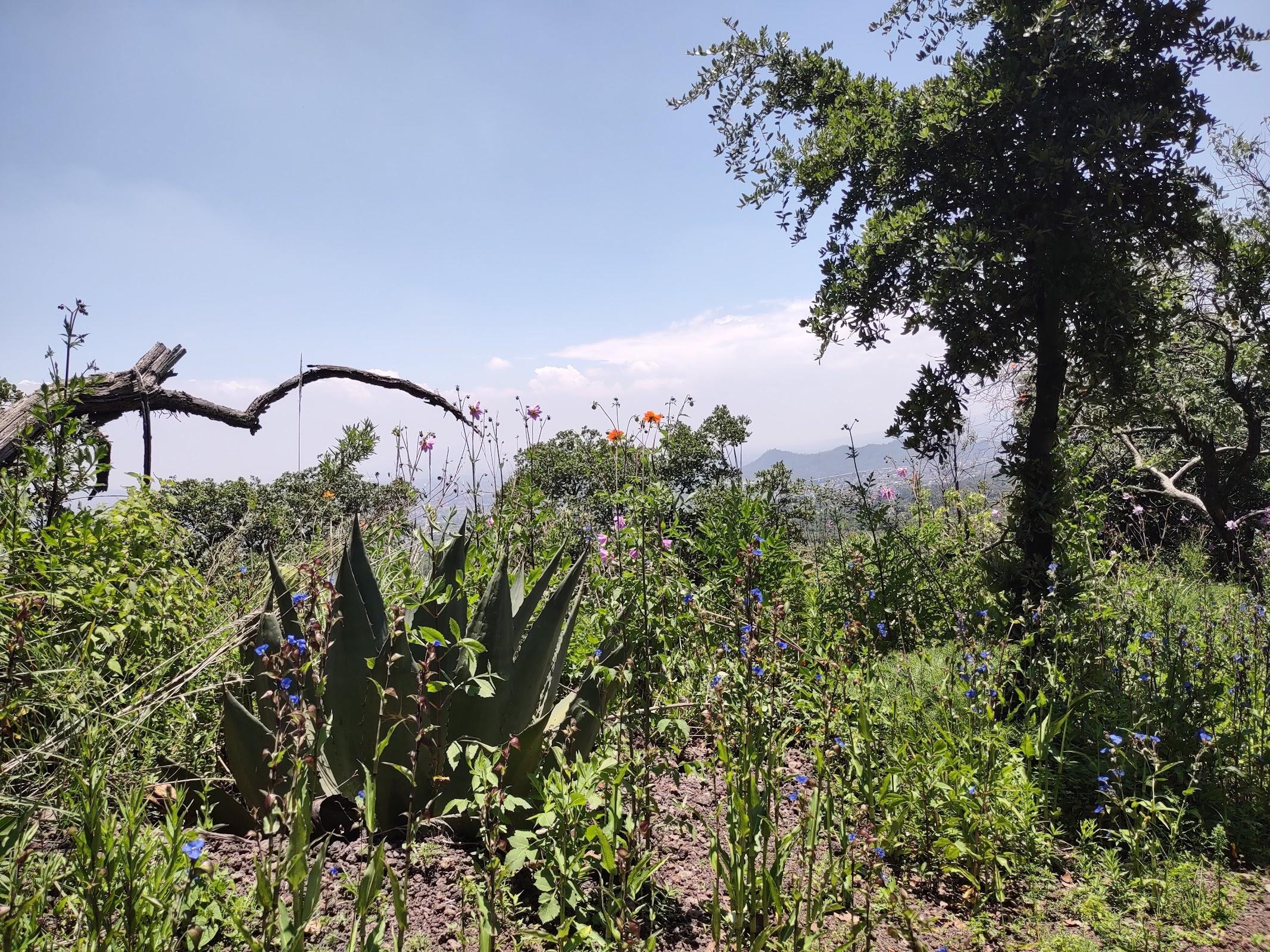 Área Natural Protegida Parque Ecológico de la Ciudad de México galería 9