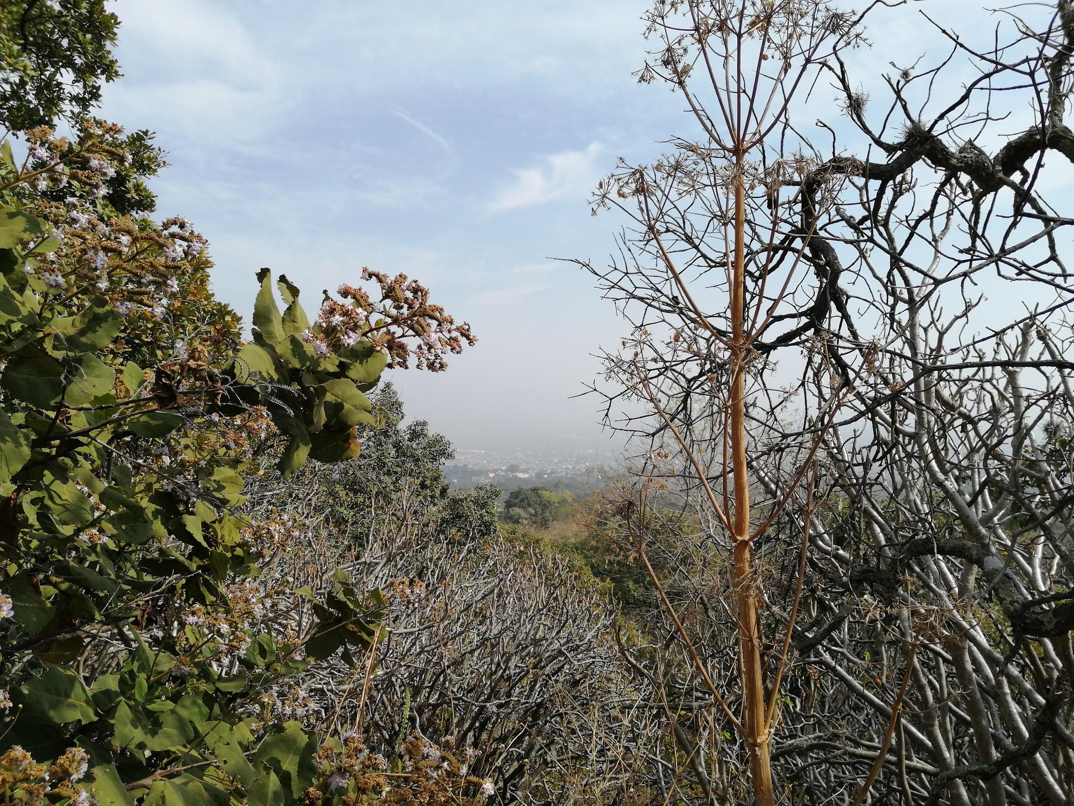 Área Natural Protegida Parque Ecológico de la Ciudad de México galería 10