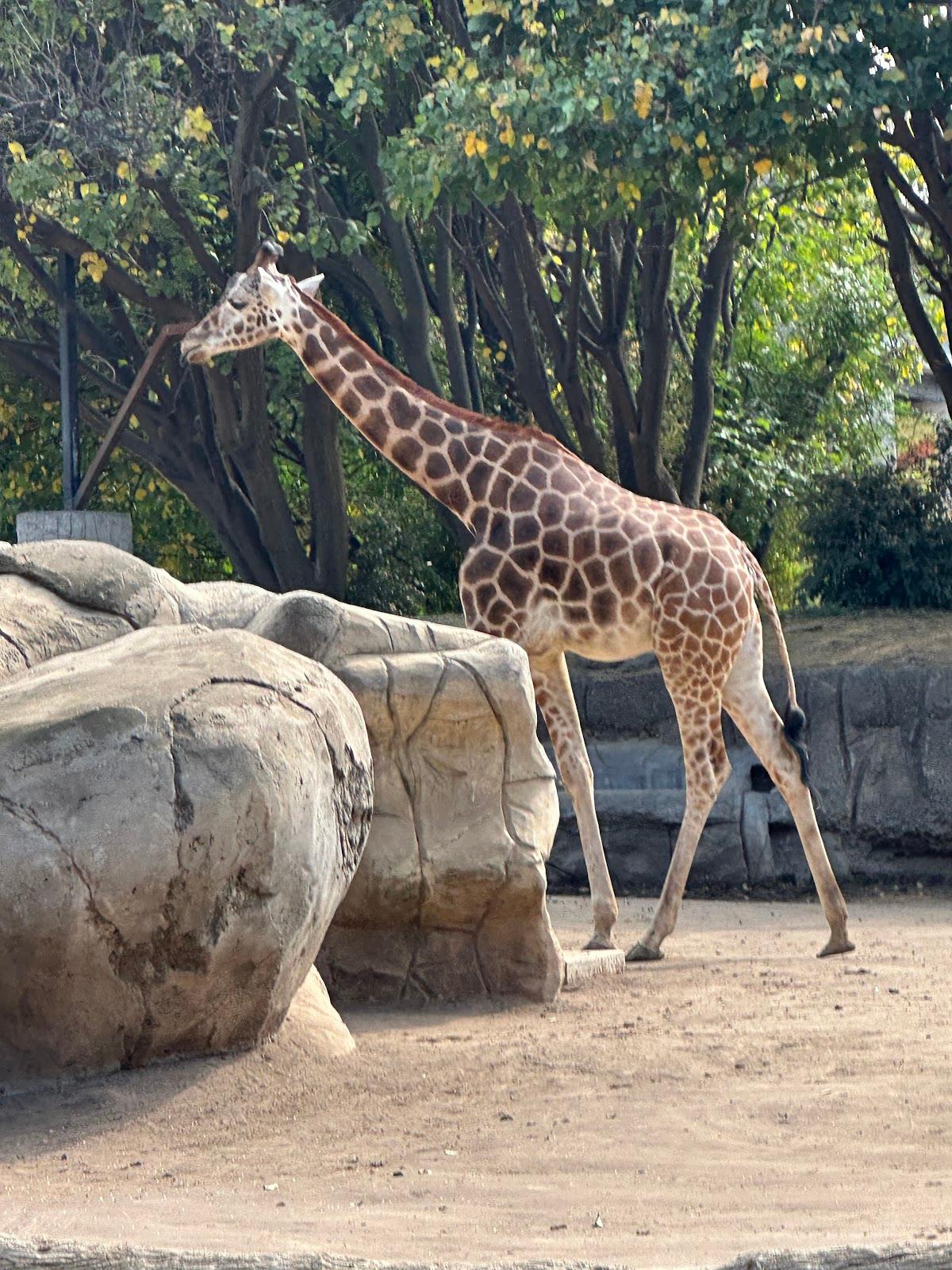 Zoológico de Chapultepec en Ciudad de México - Recomendado