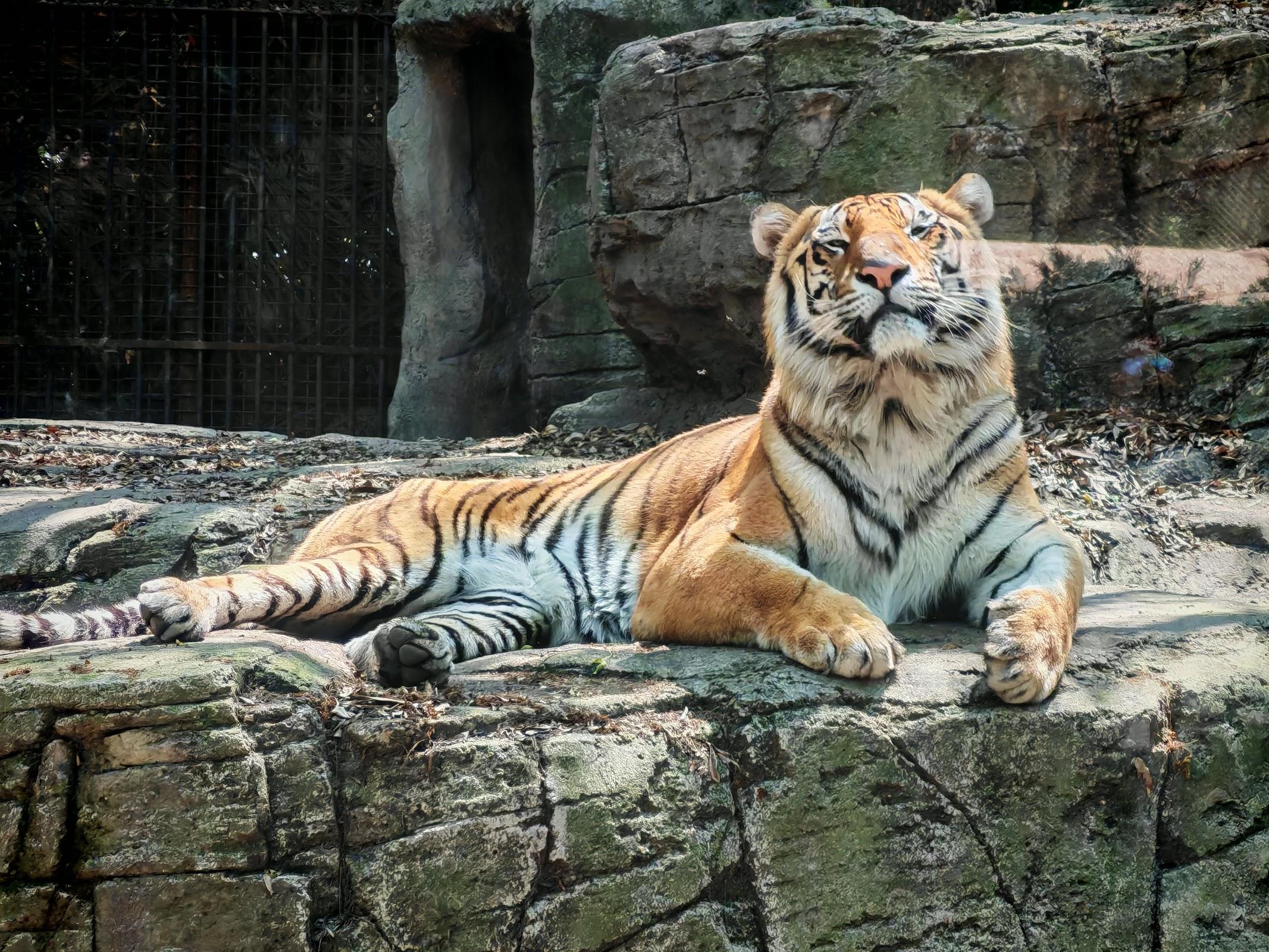 Zoológico de Chapultepec galería 2