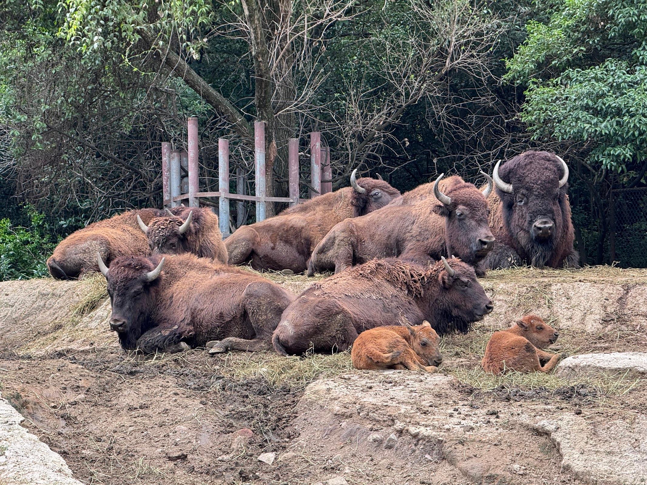 Zoológico de Chapultepec galería 3