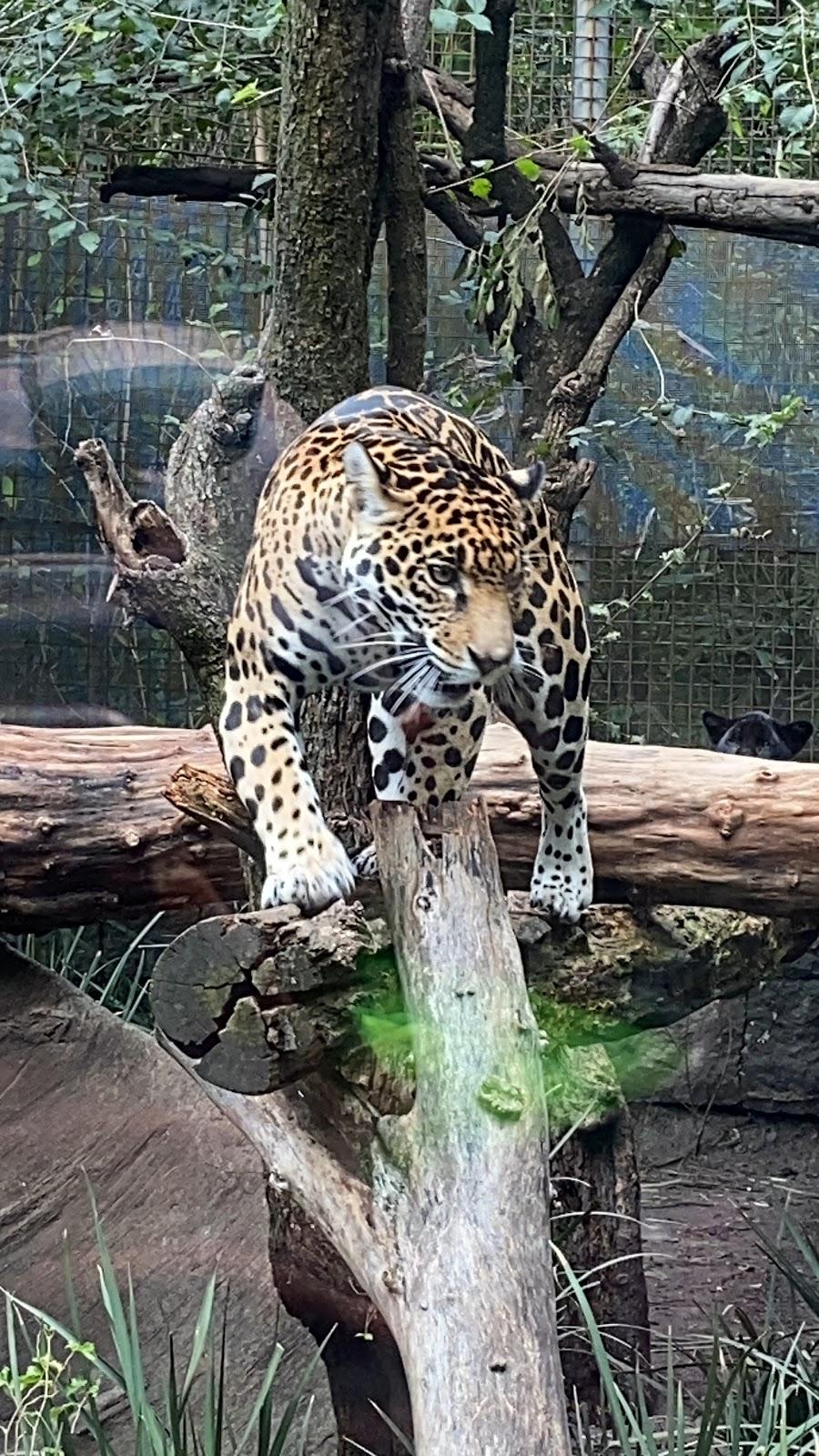 Zoológico de Chapultepec galería 6