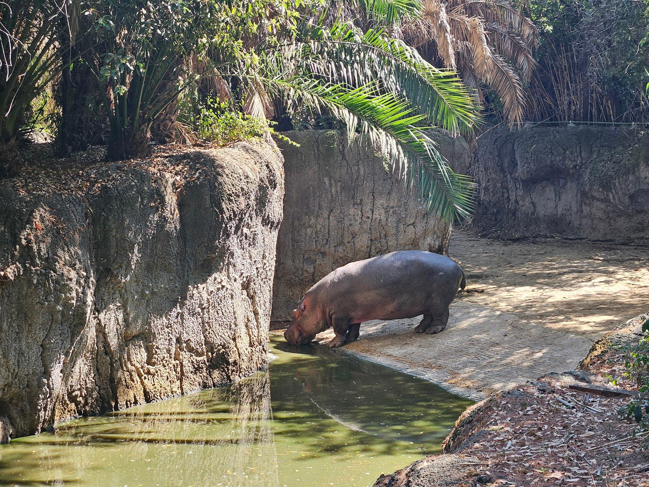 Zoológico de Chapultepec galería 8