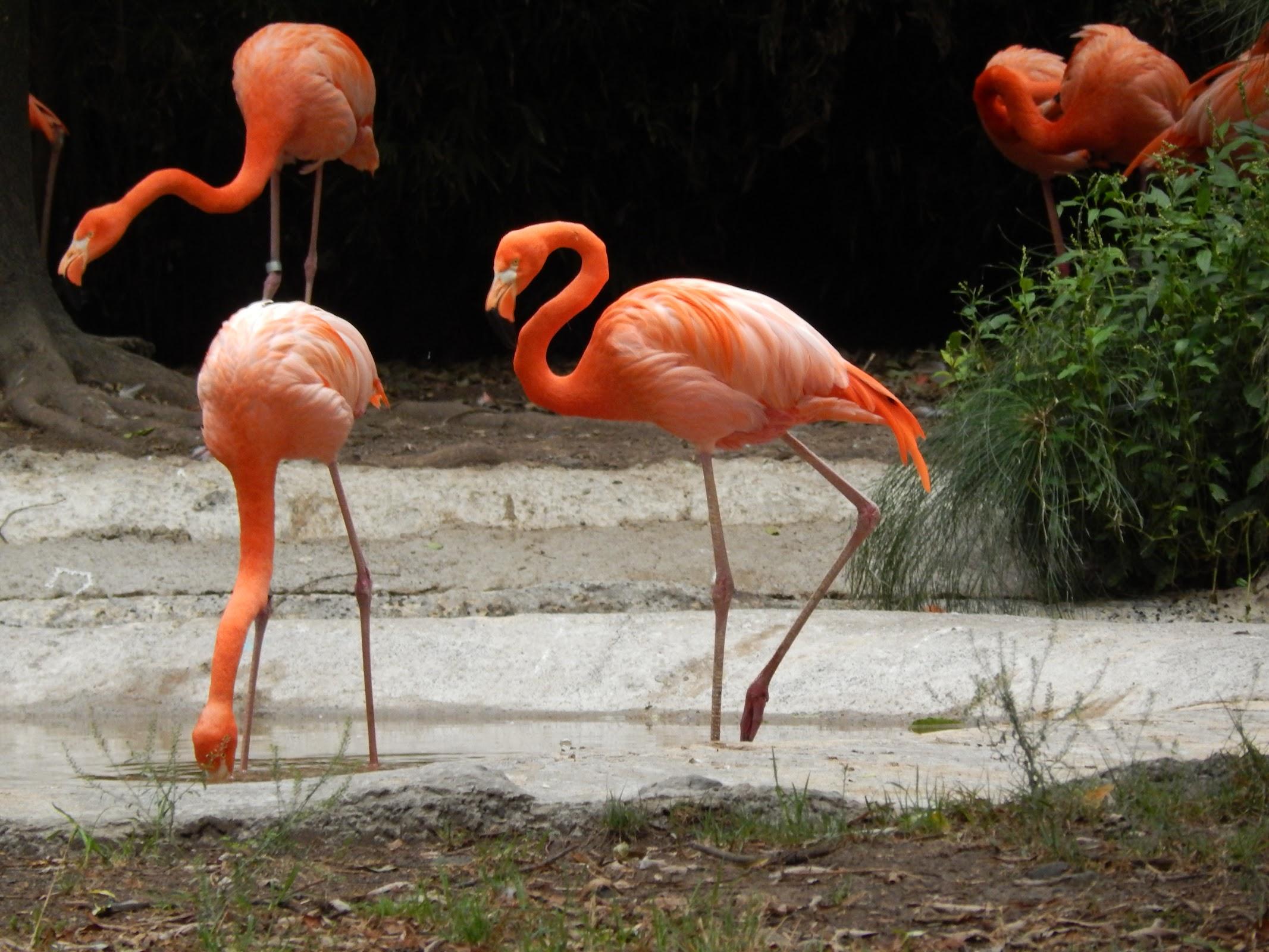 Zoológico de Chapultepec galería 10