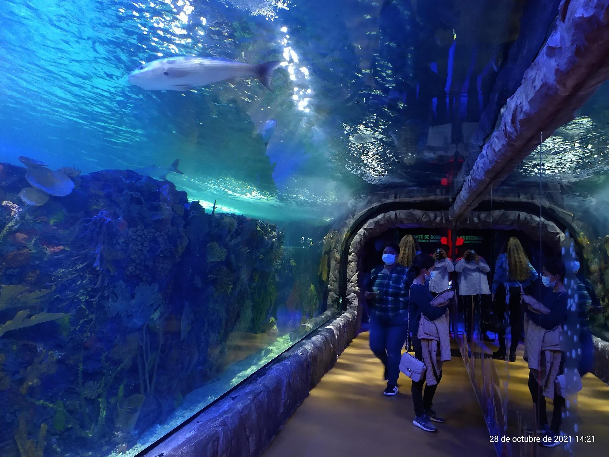 Acuario Inbursa galería 3