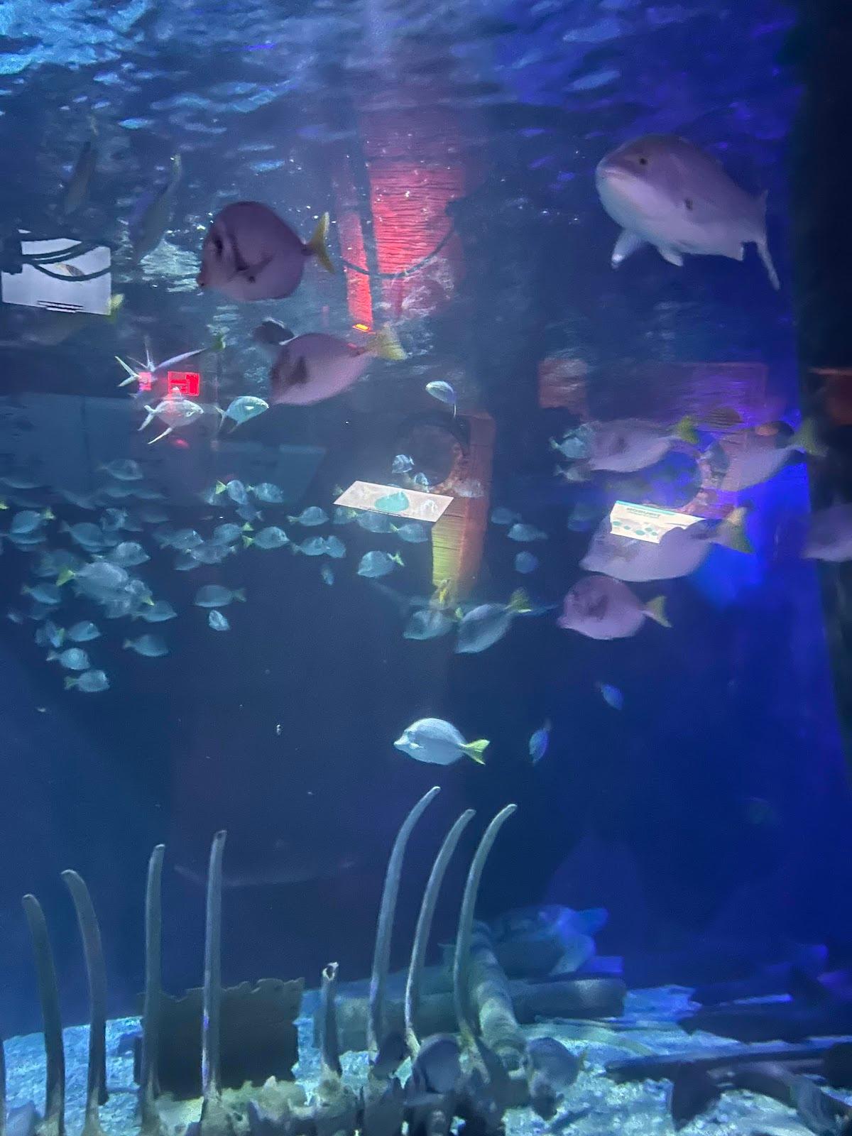 Acuario Inbursa galería 4