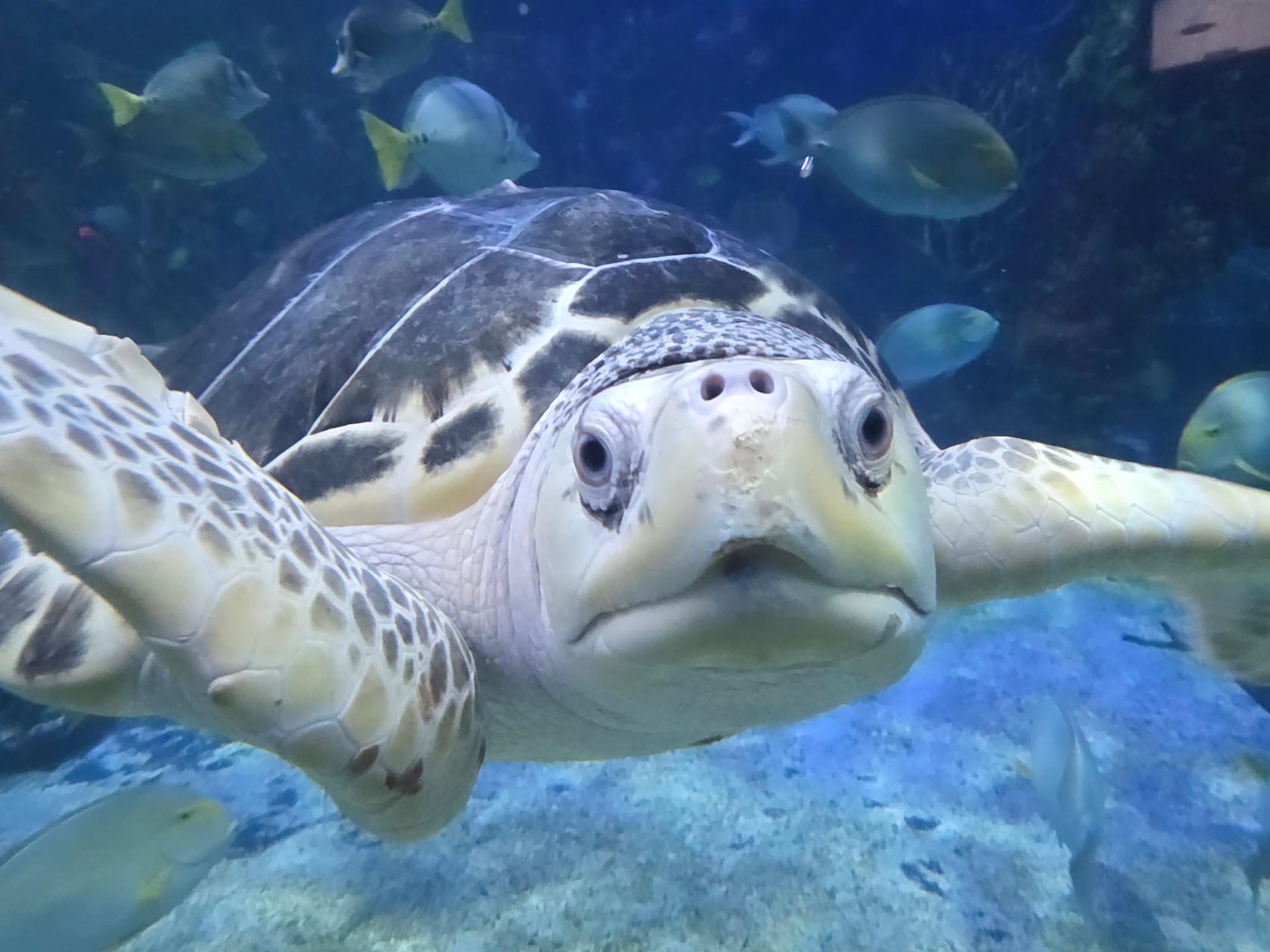 Acuario Inbursa galería 5