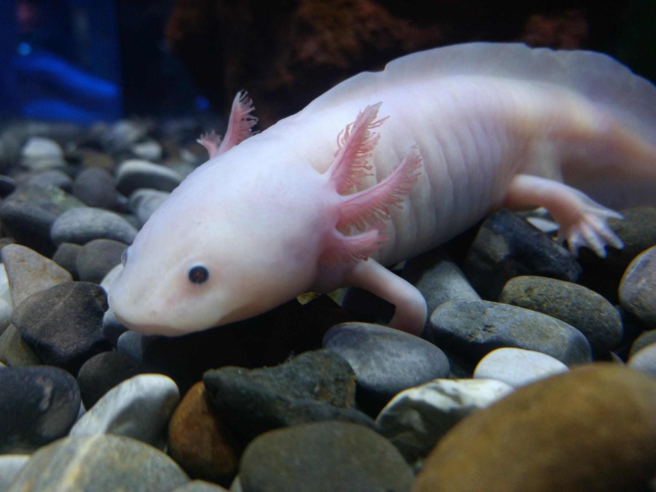 Acuario Inbursa galería 6