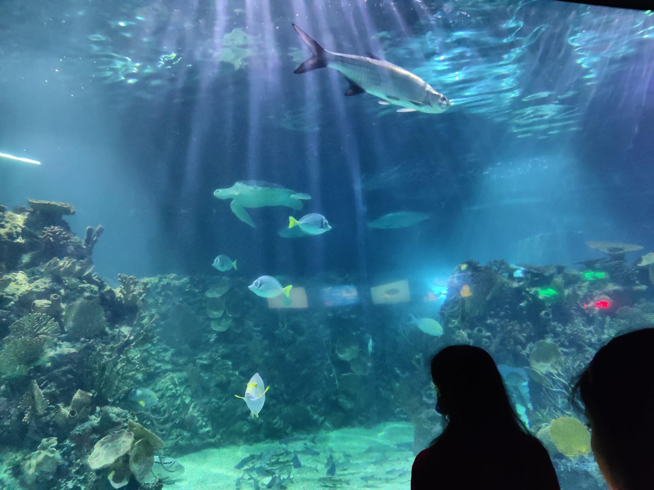 Acuario Inbursa galería 7