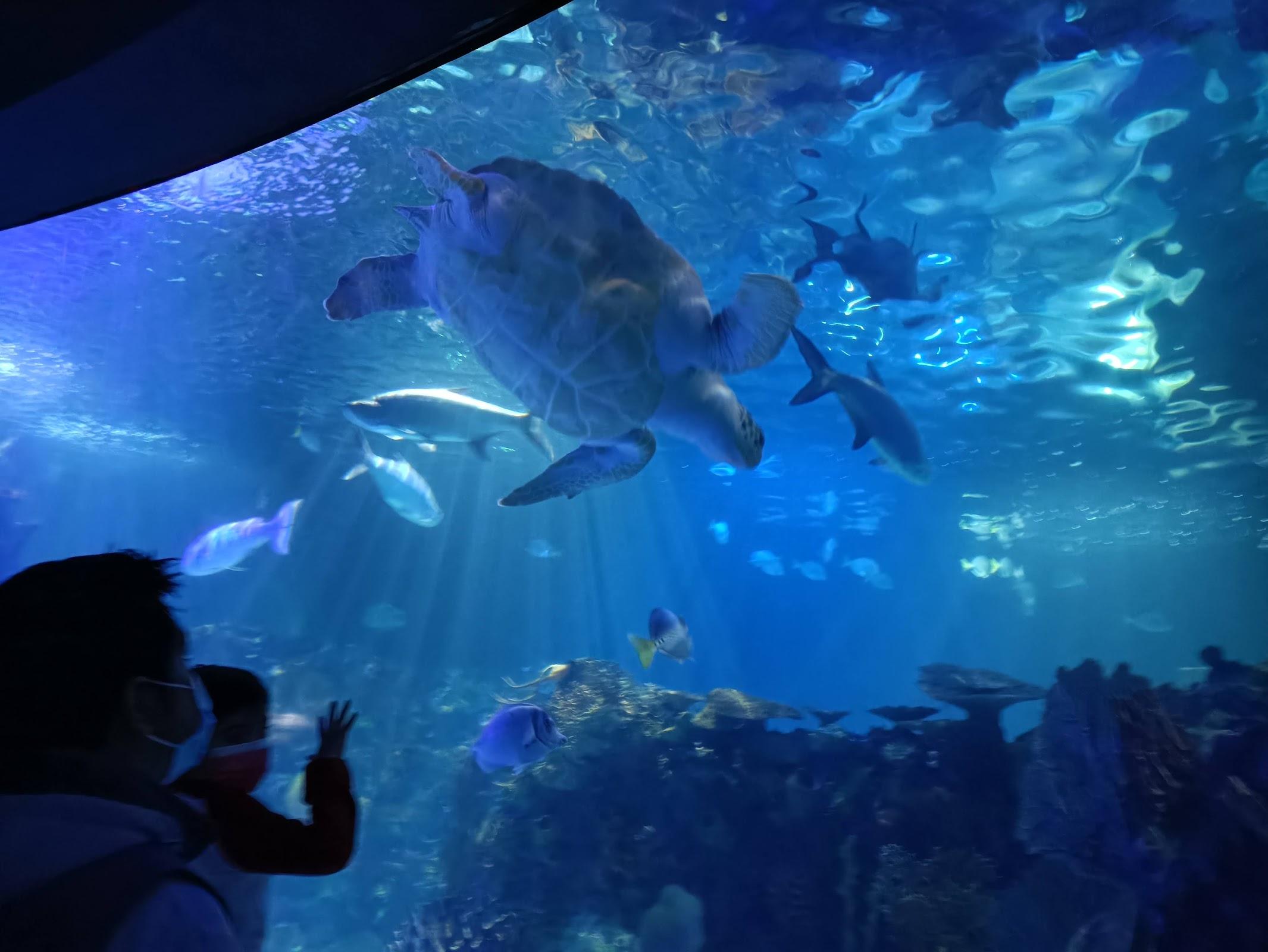 Acuario Inbursa galería 8