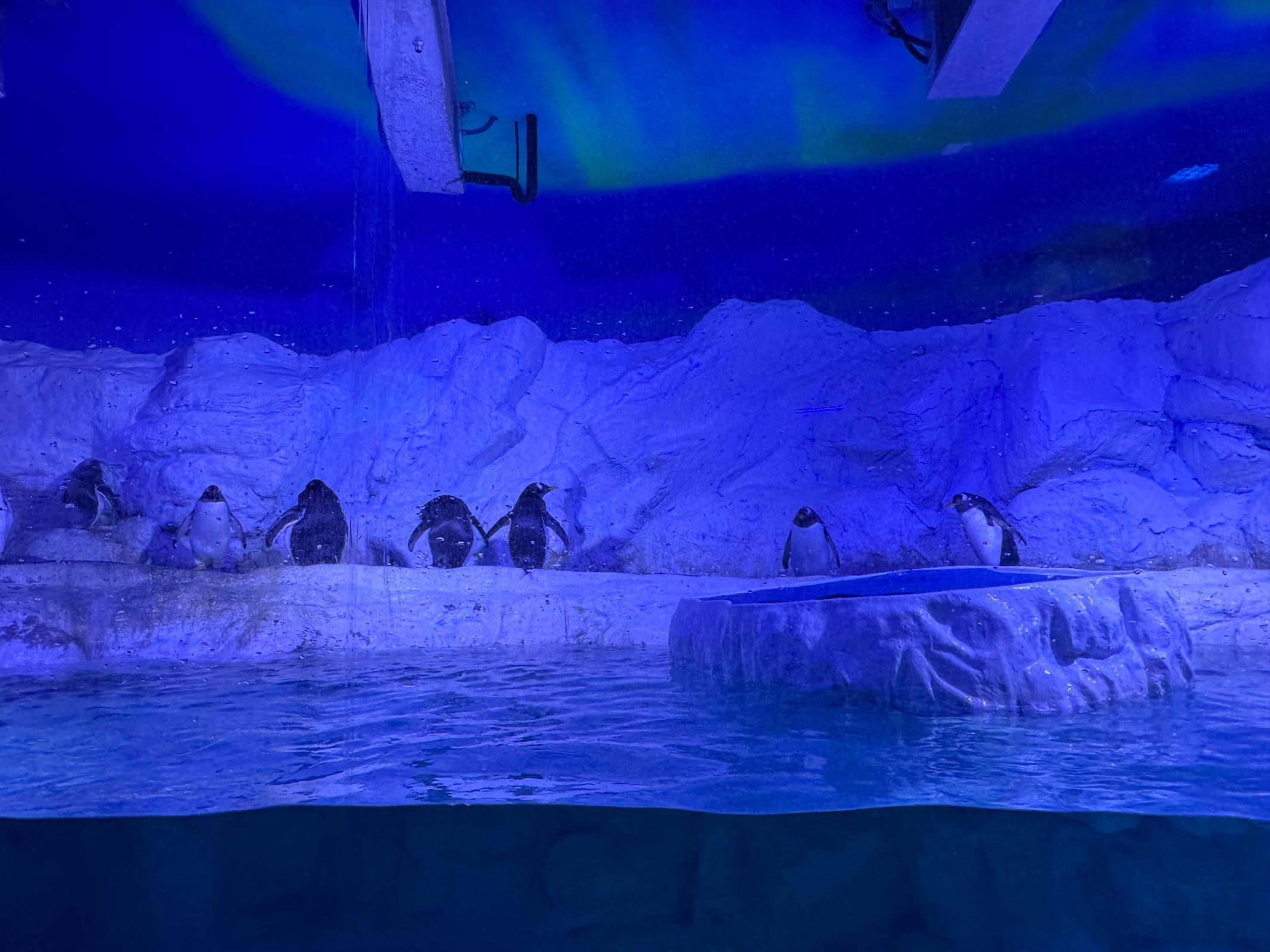 Acuario Inbursa galería 9