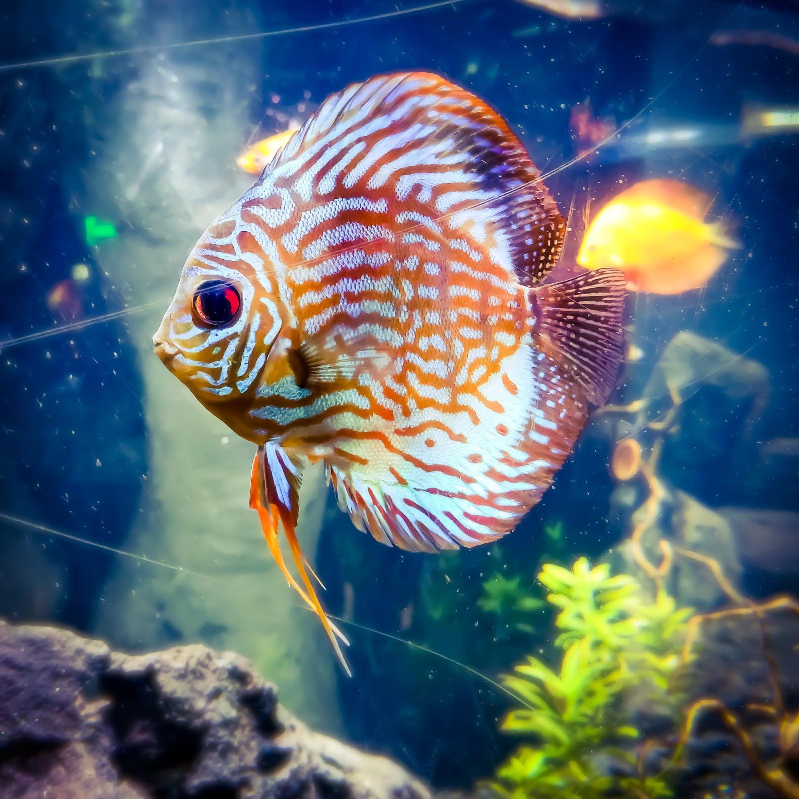 Acuario Inbursa galería 10