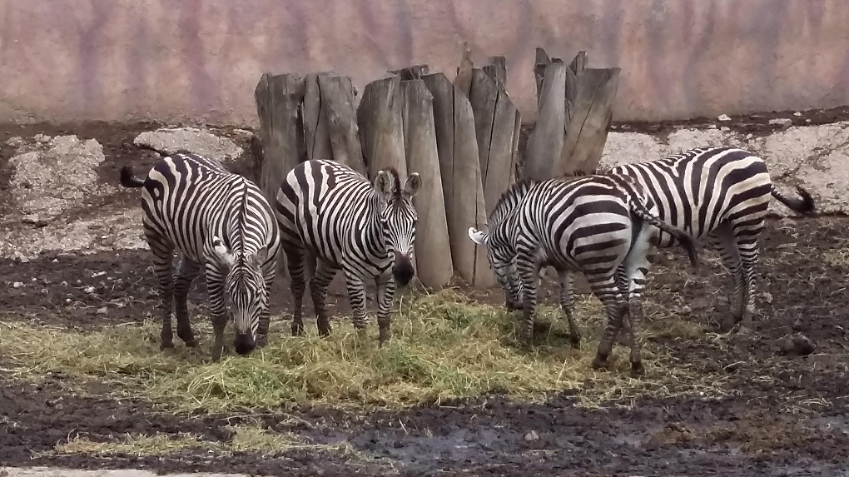 Zoológico San Juan de Aragón en Ciudad de México