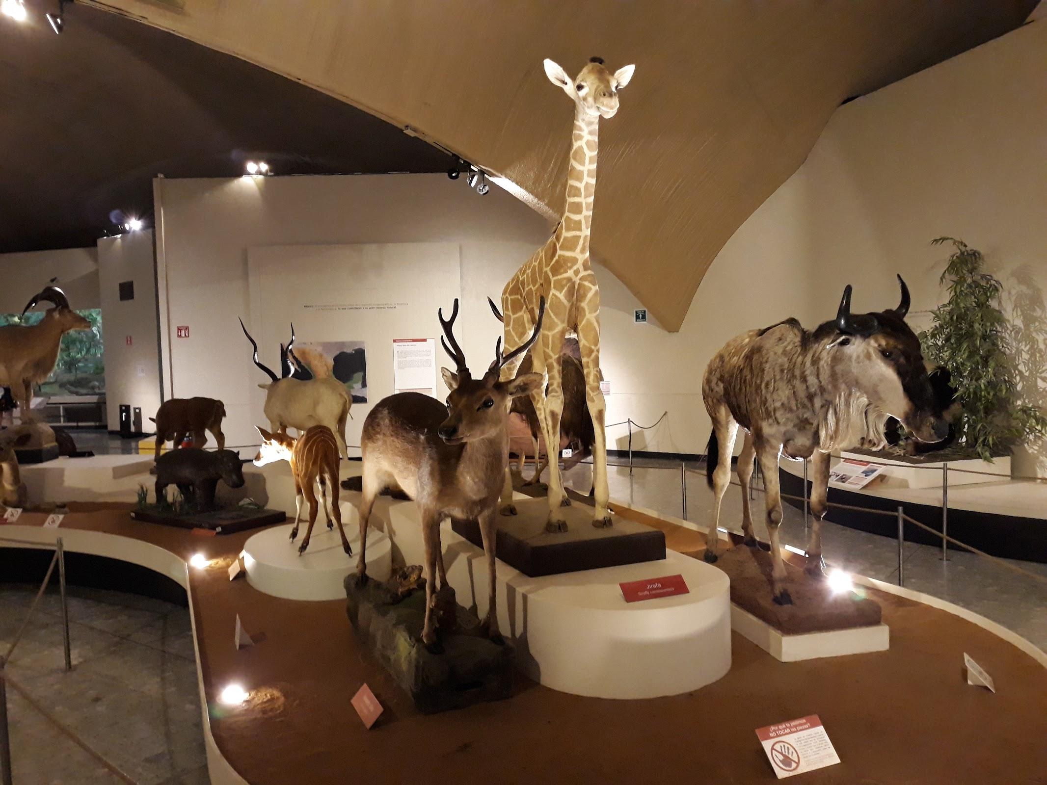 Museo de Historia Natural y Cultura Ambiental galería 3
