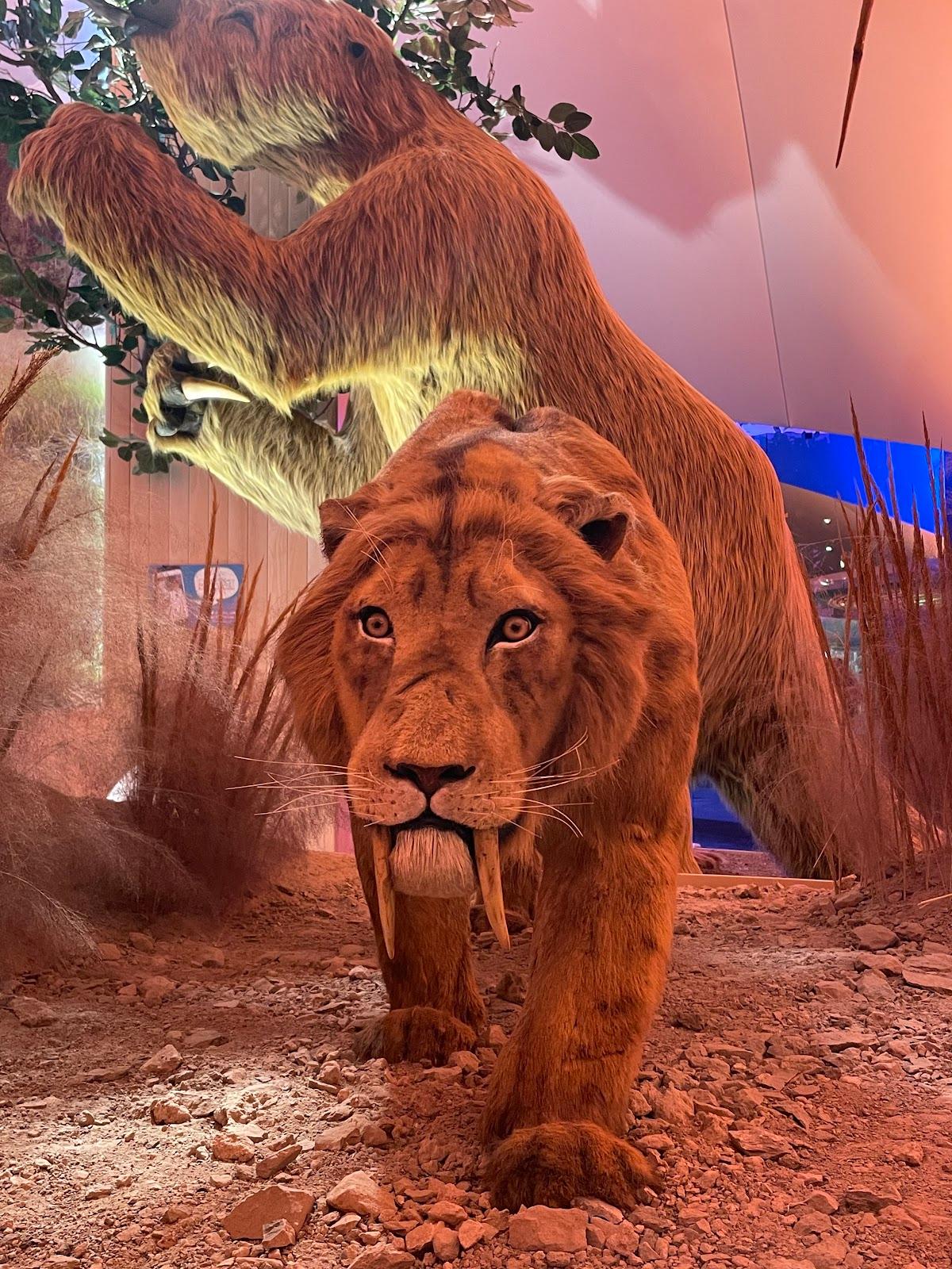 Museo de Historia Natural y Cultura Ambiental galería 5