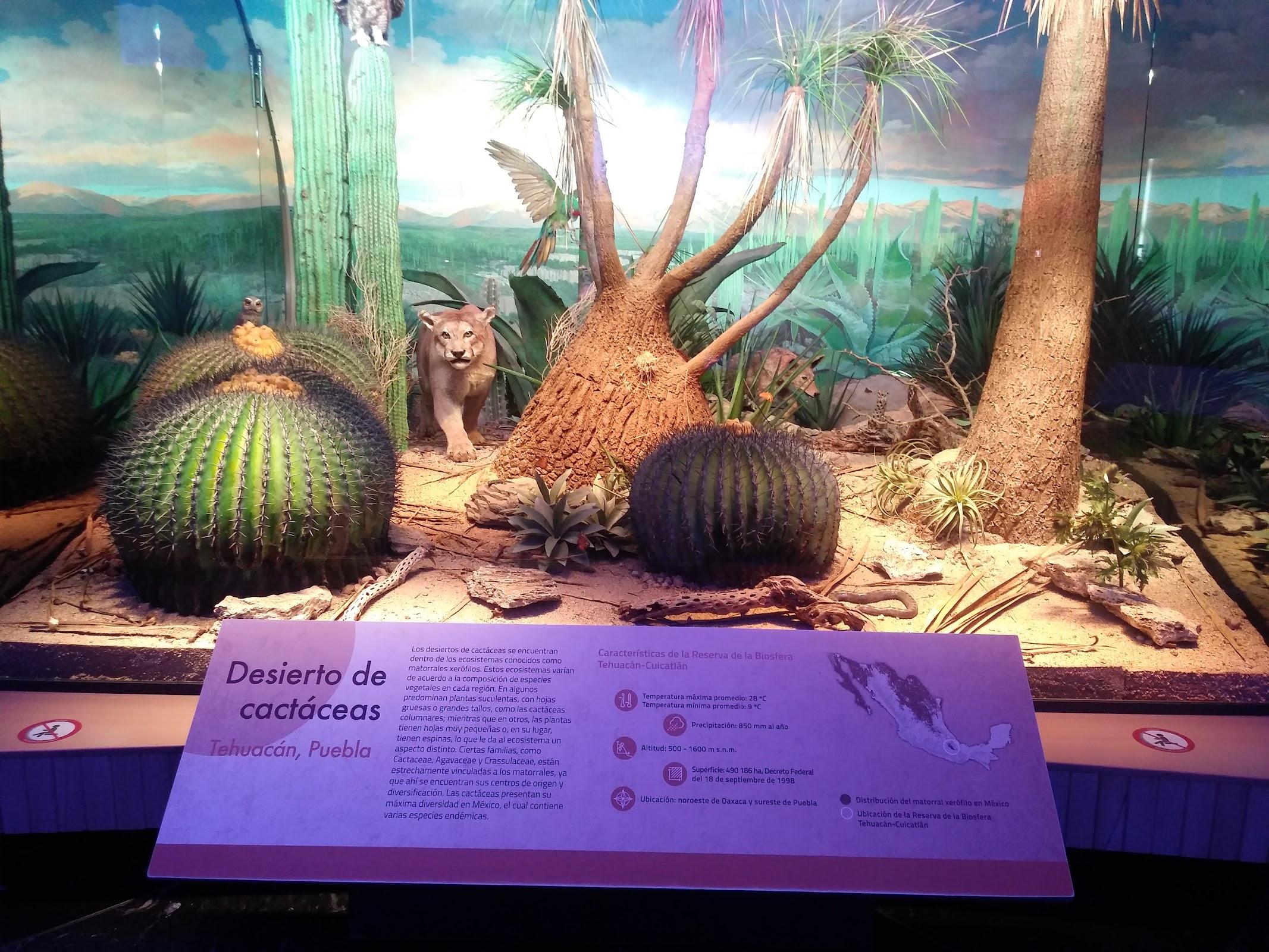 Museo de Historia Natural y Cultura Ambiental galería 7