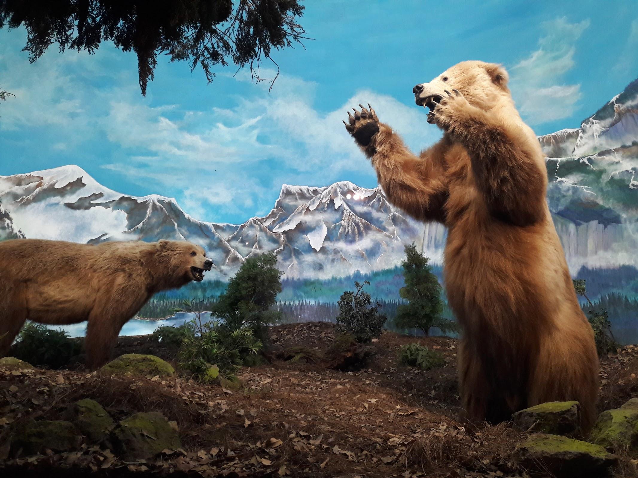 Museo de Historia Natural y Cultura Ambiental galería 8