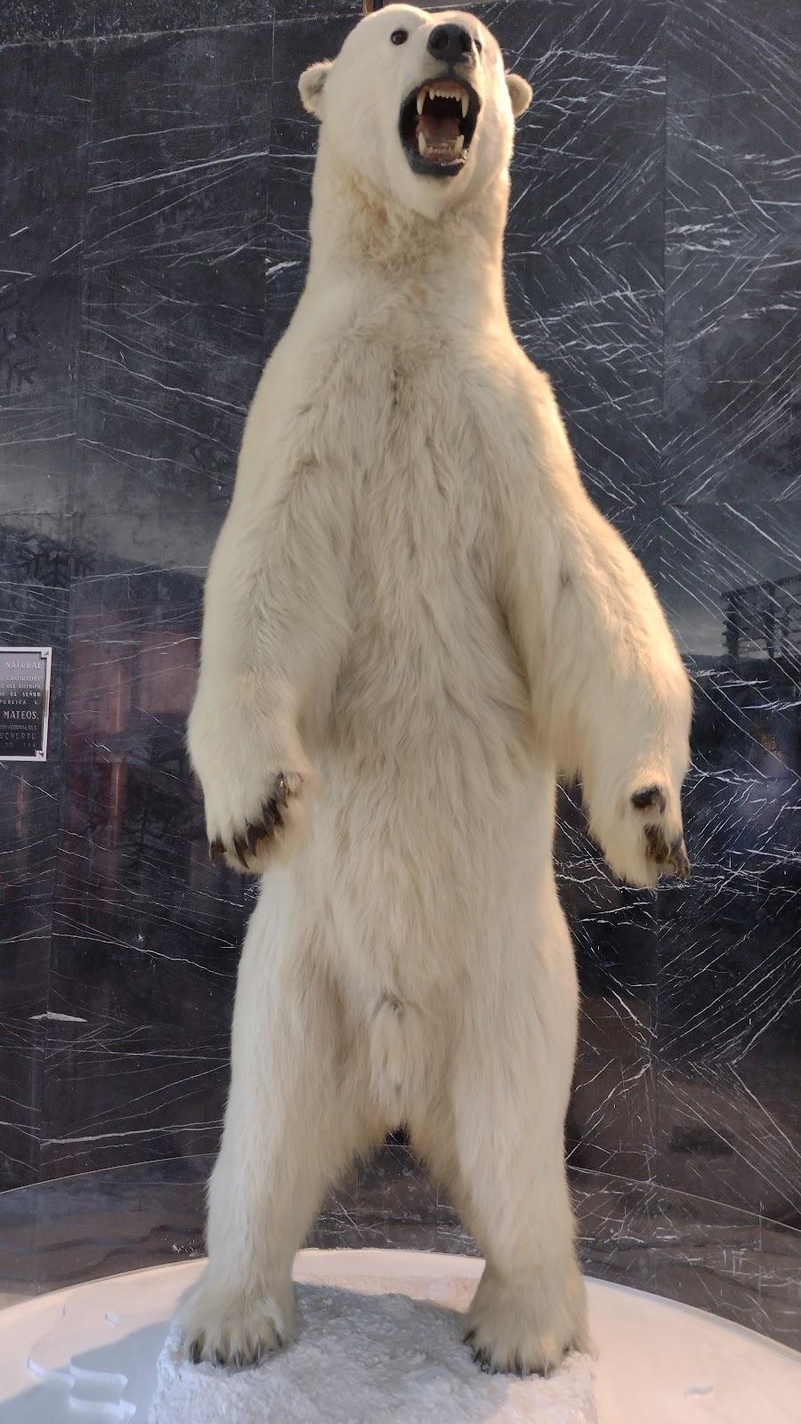 Museo de Historia Natural y Cultura Ambiental galería 10