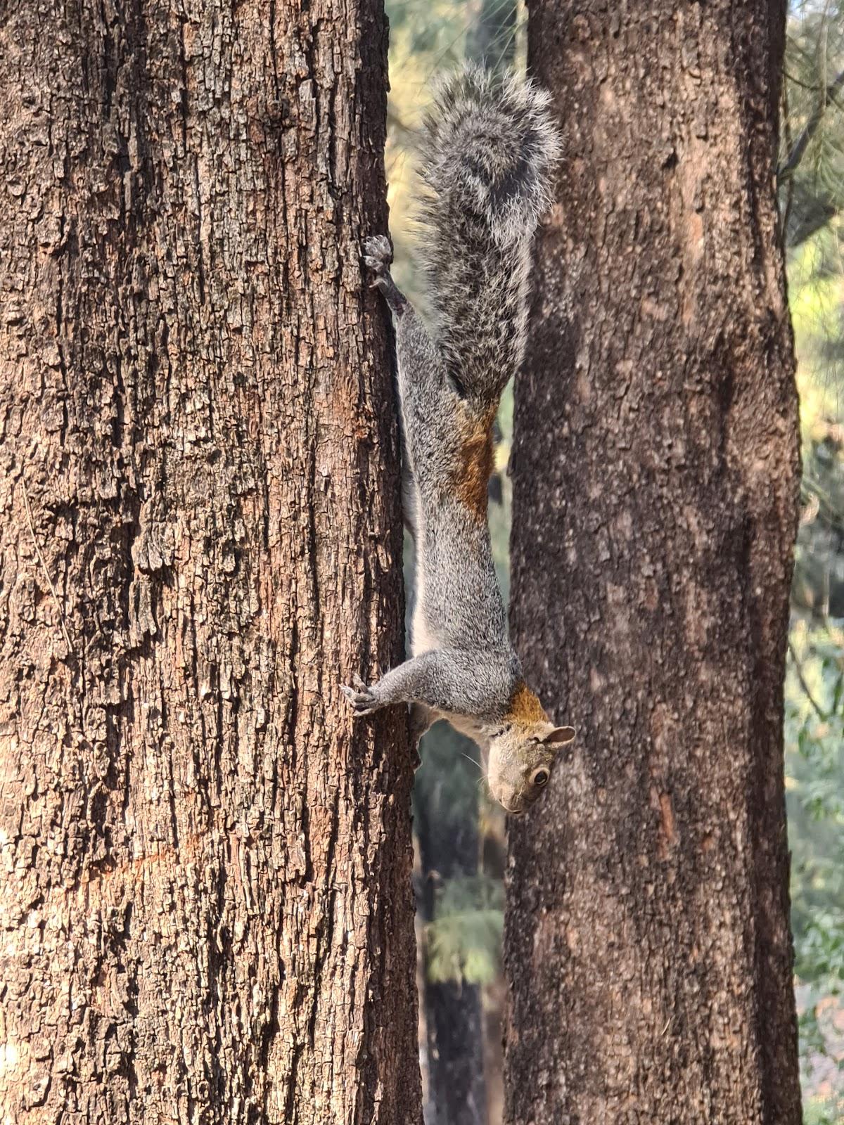 Bosque Los Colomos galería 9