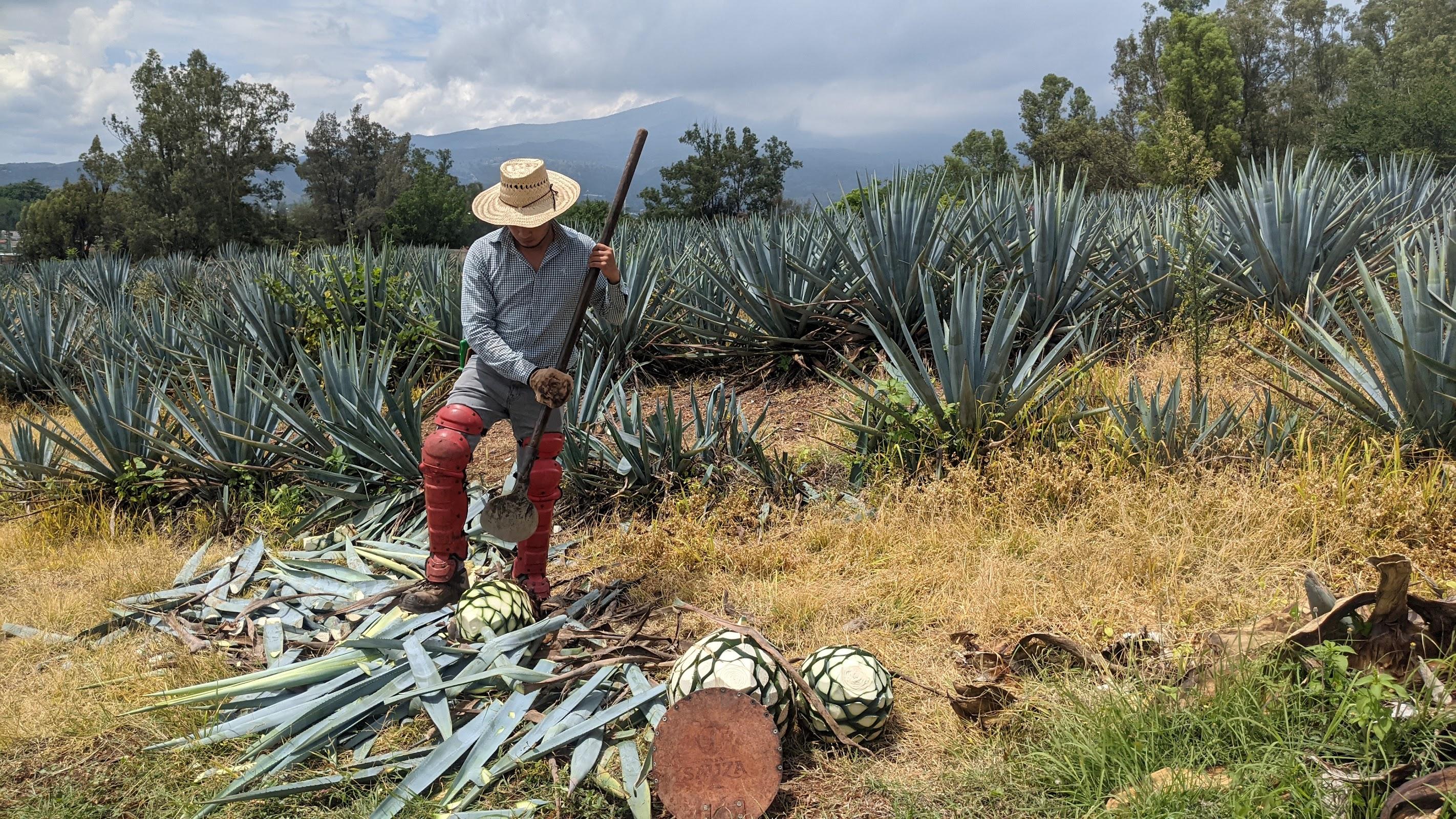 Casa Sauza galería 2