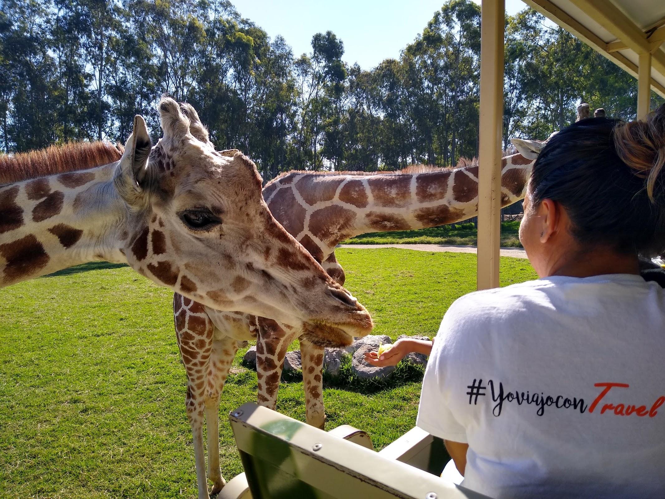 Zoológico Guadalajara galería 4