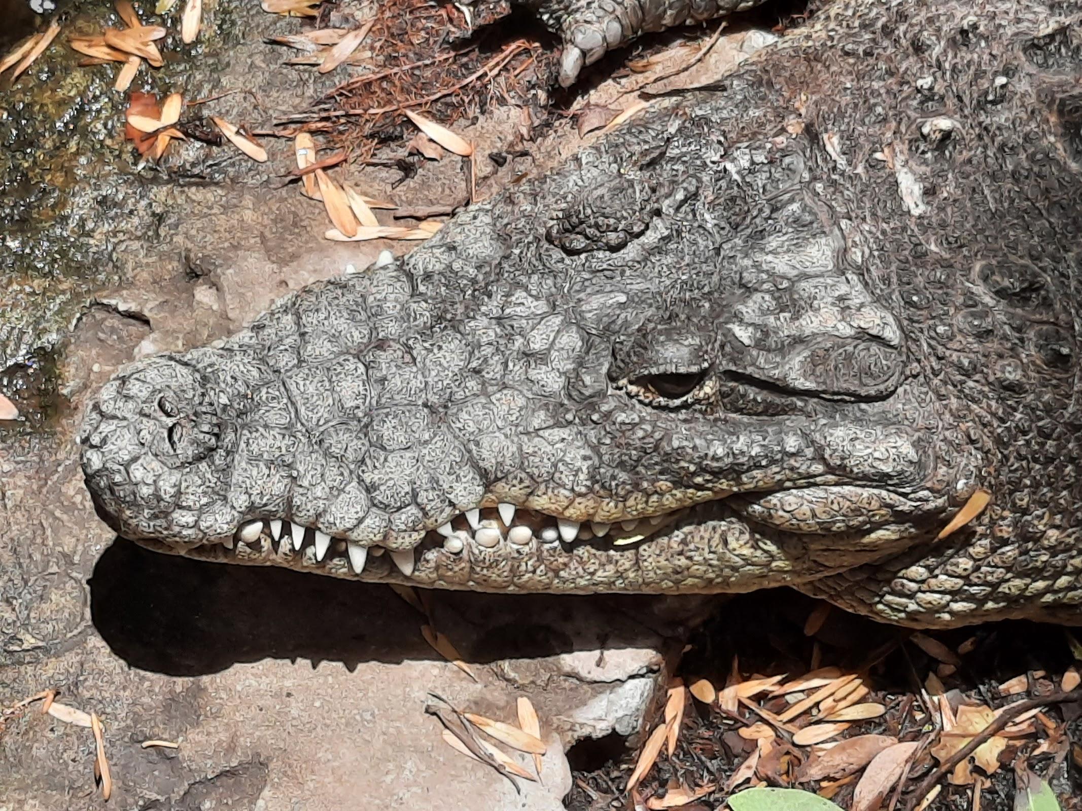 Zoológico Guadalajara galería 8