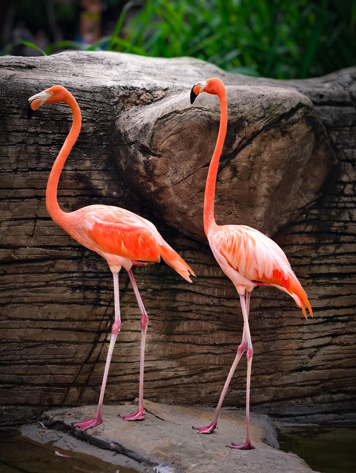 Zoológico Guadalajara galería 9